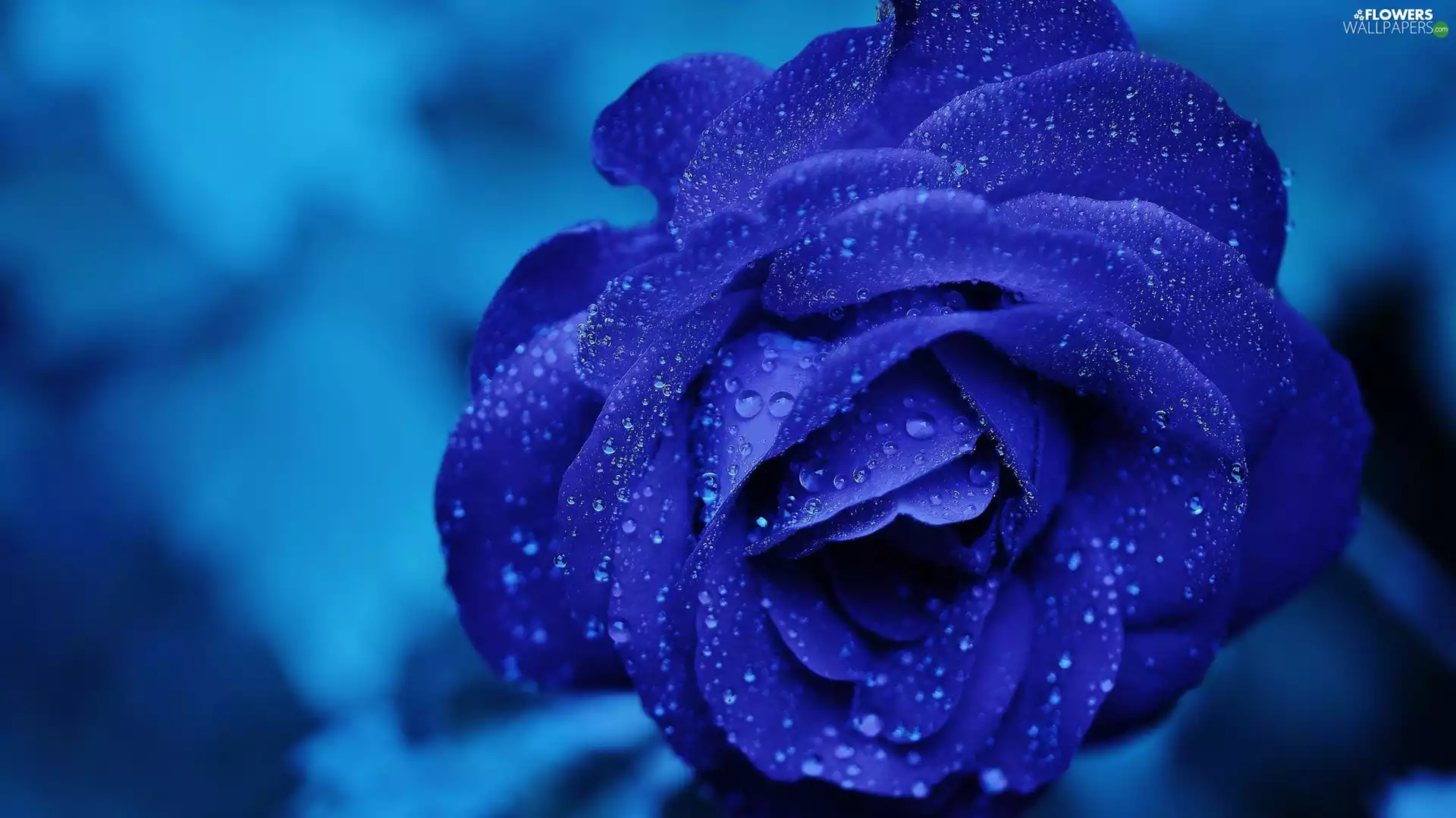 Blue, drops, water, rose