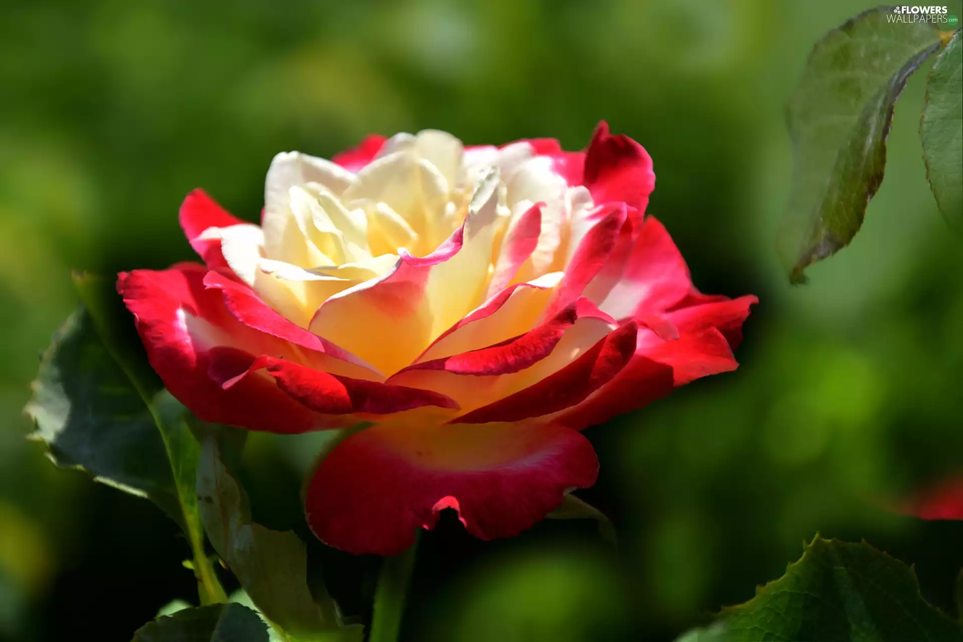 blurry background, developed, rose