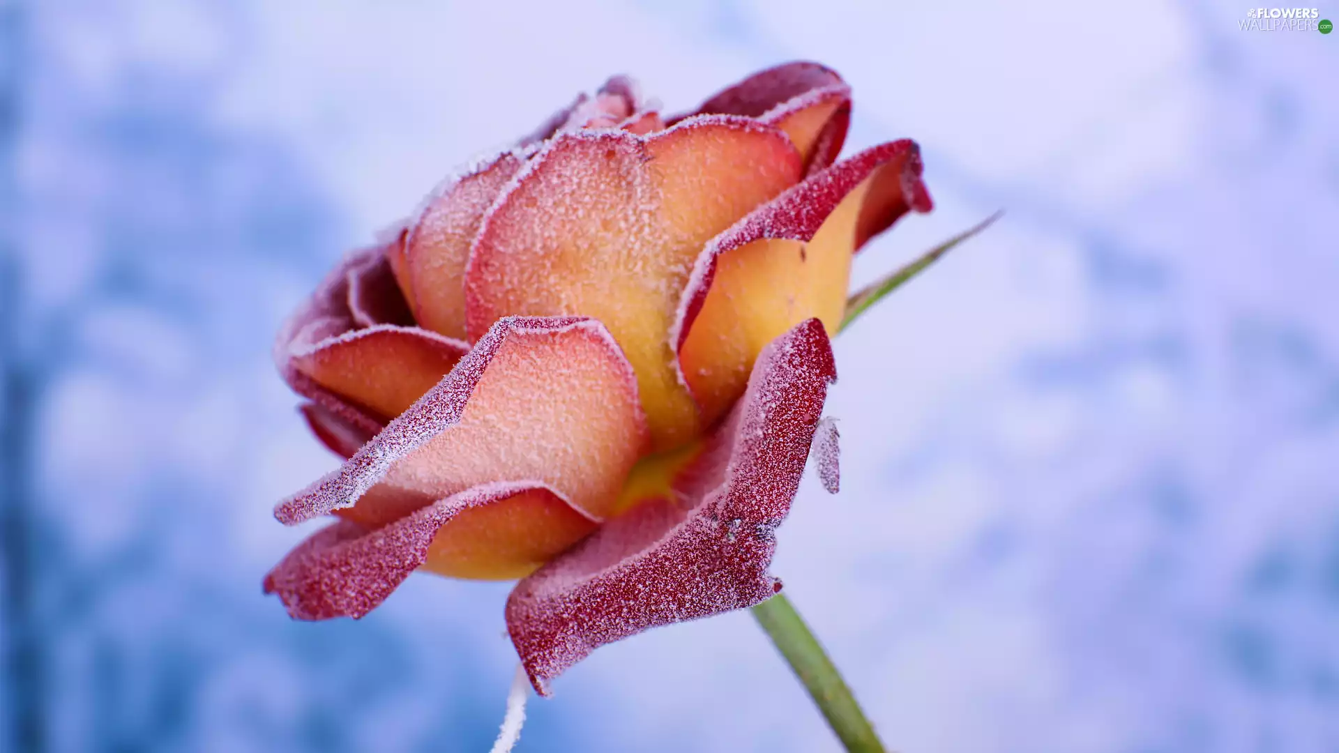 bloom, rose, blurry background, frosted