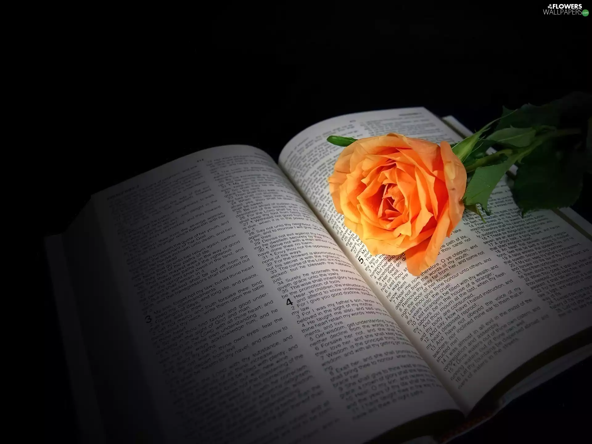rose, Book