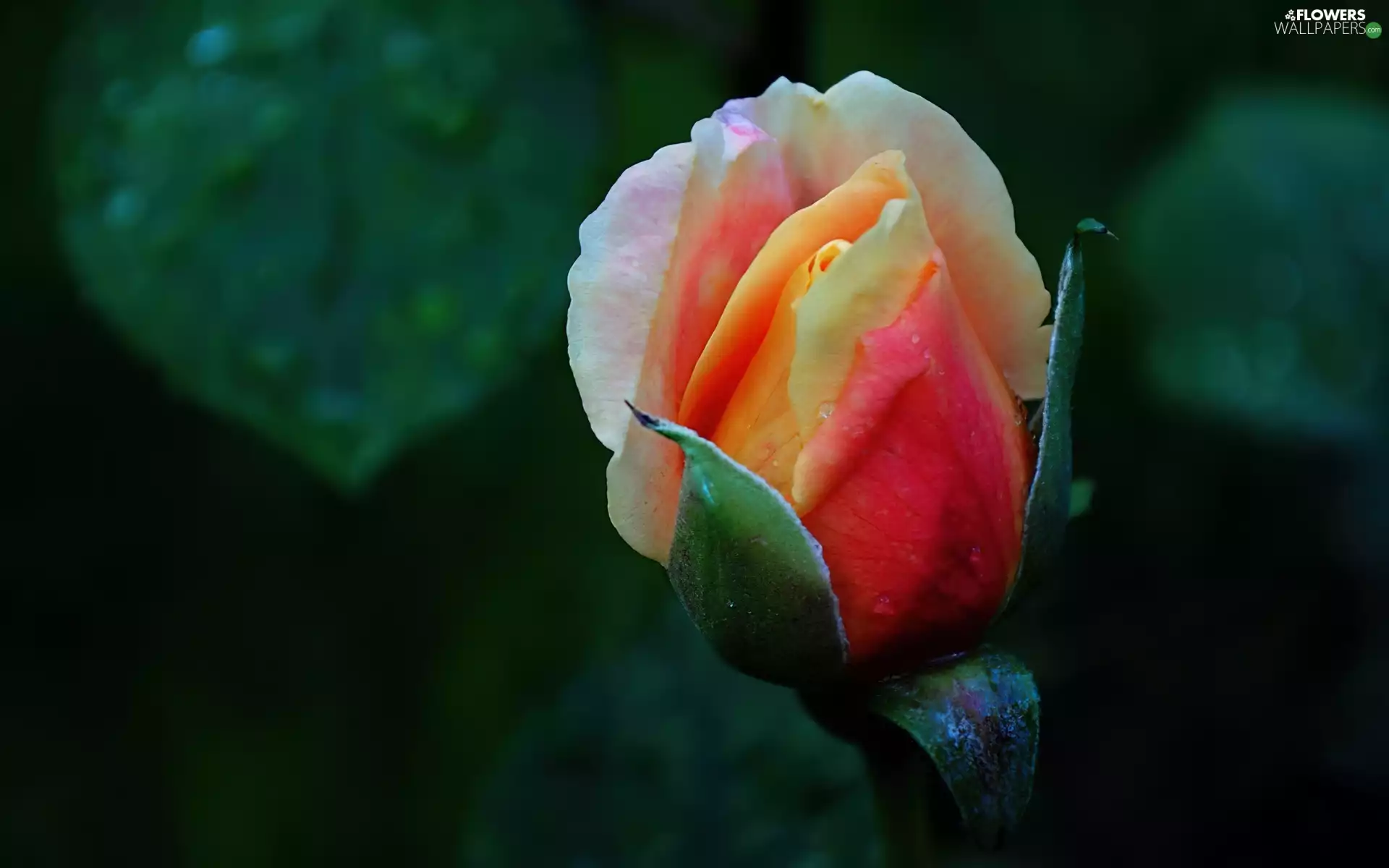 rose, bud