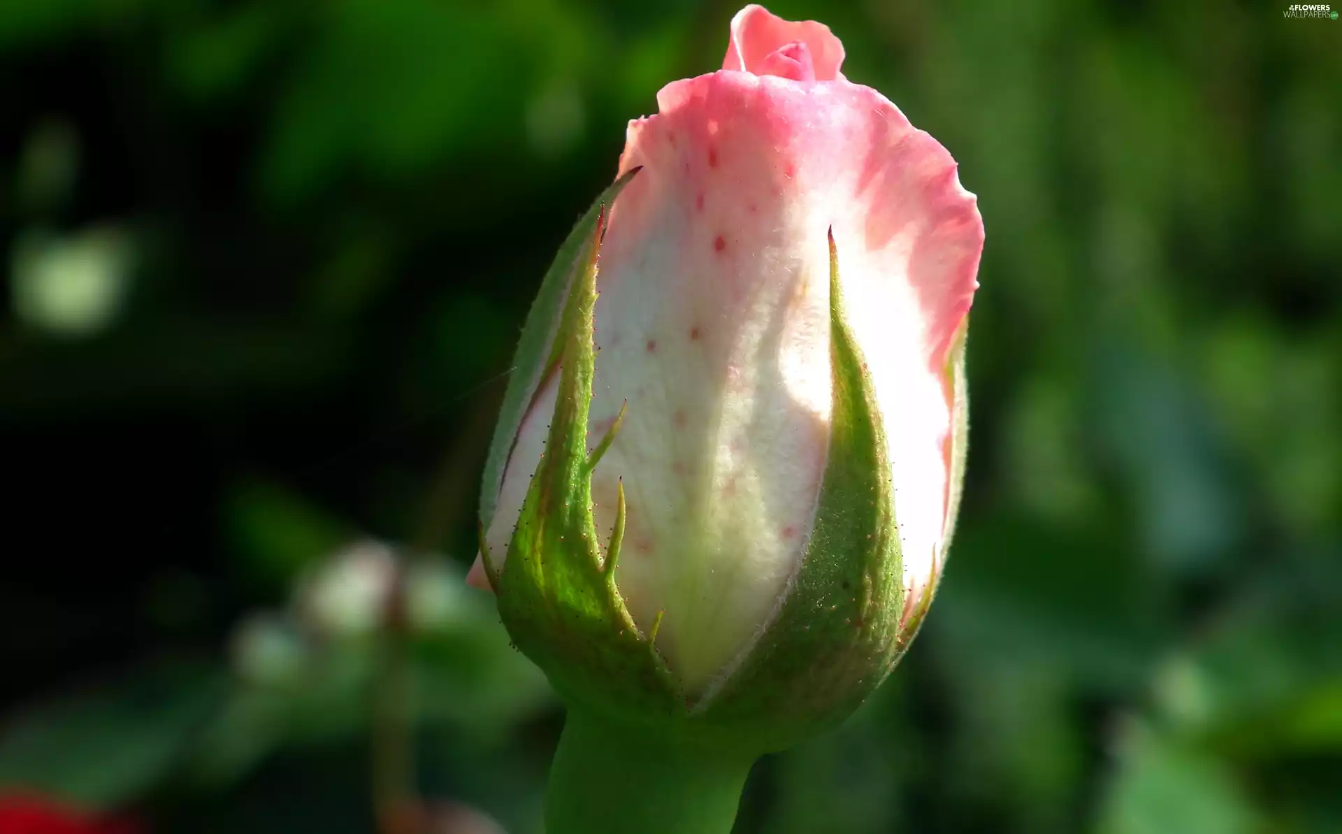 nature, rose, bud, Colourfull Flowers