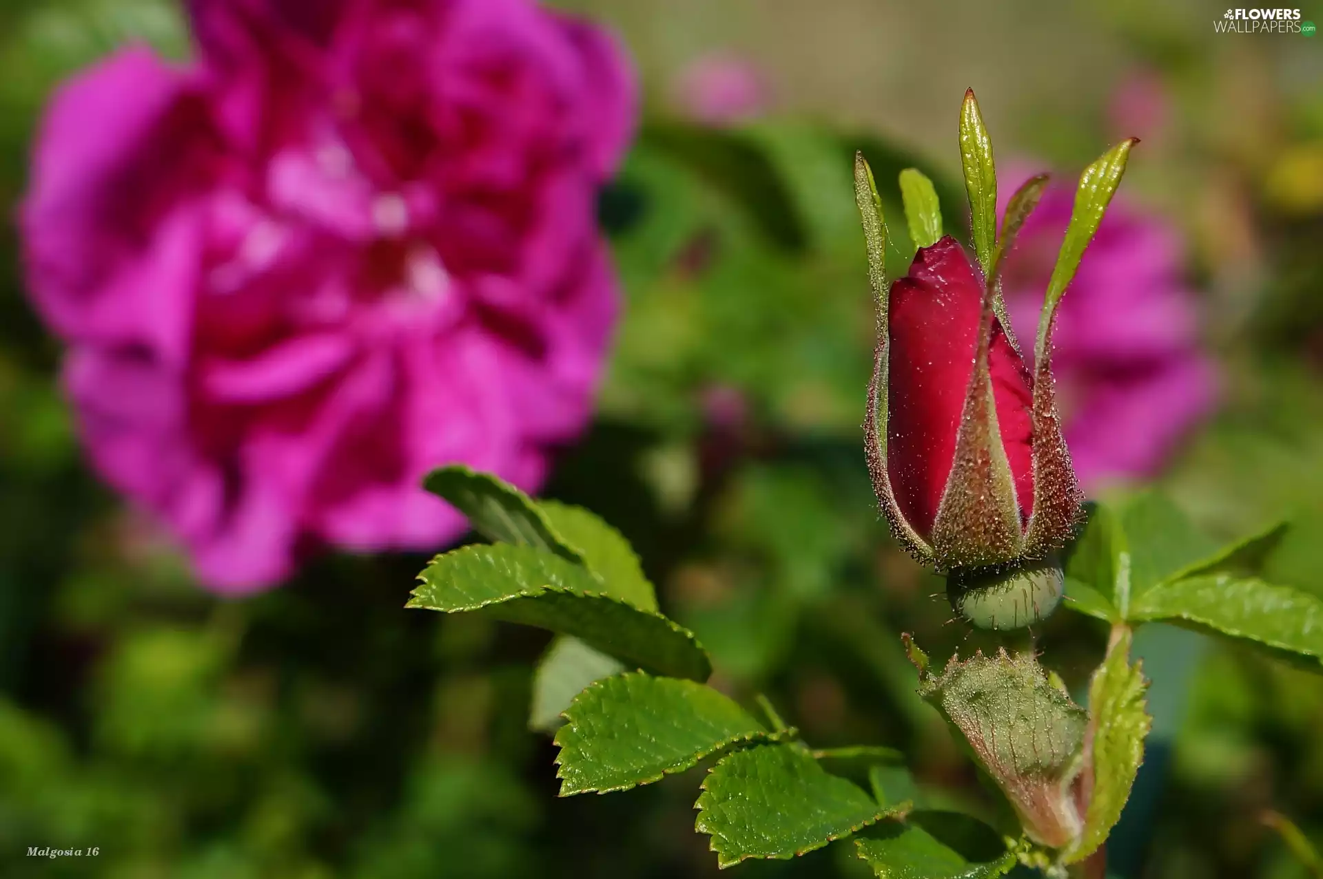 bud, Colourfull Flowers, rose