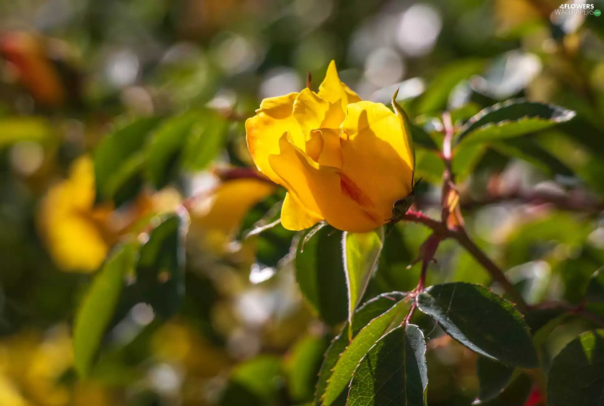 bud, Yellow Honda, rose