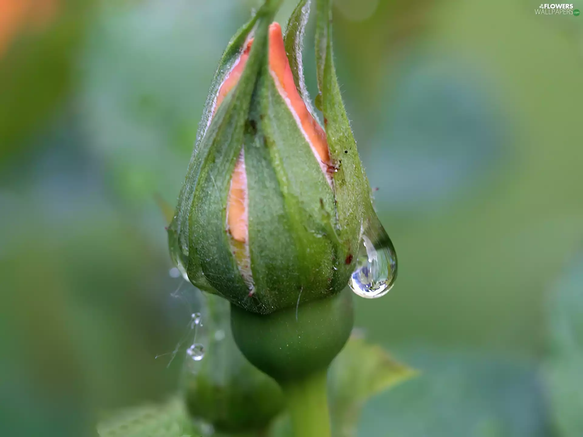 bud, drop, water, rose