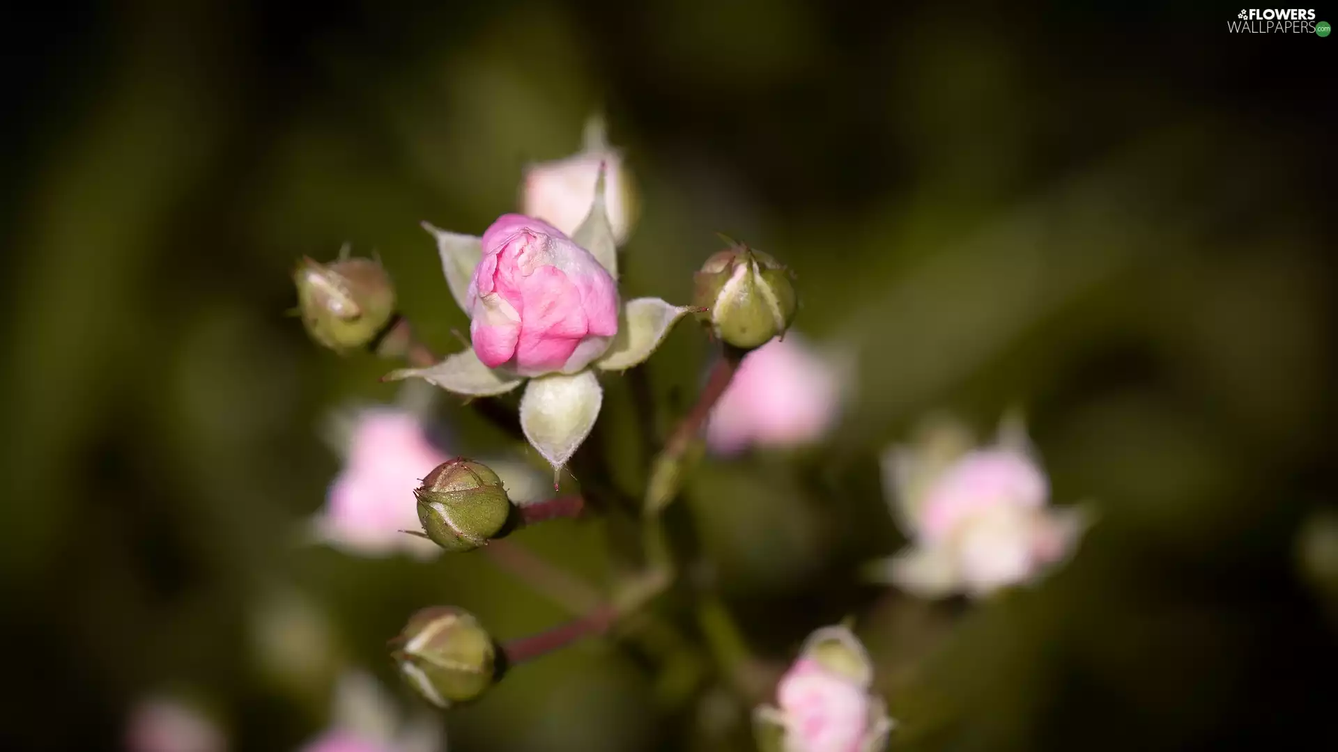 rose, Flowers, Buds