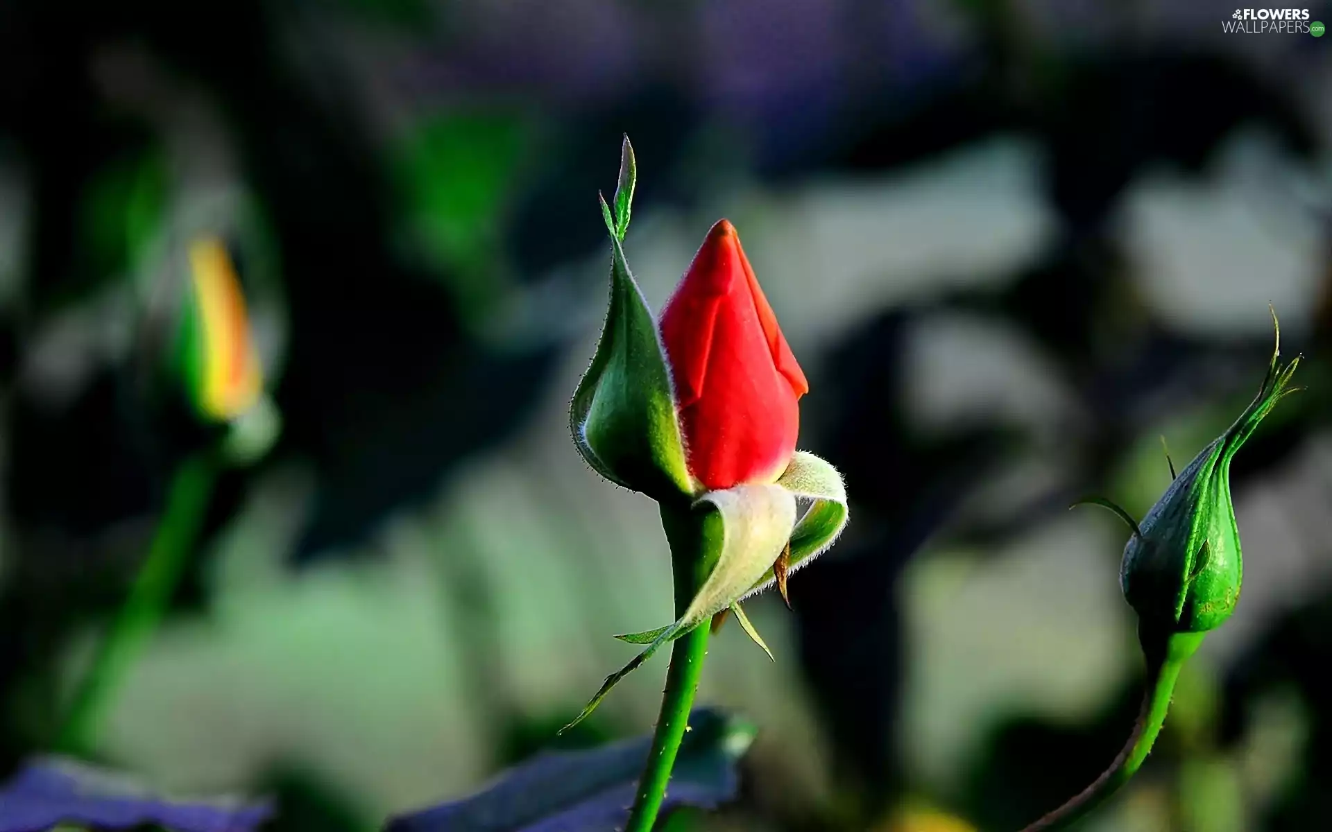 Close, rose, Buds, red hot