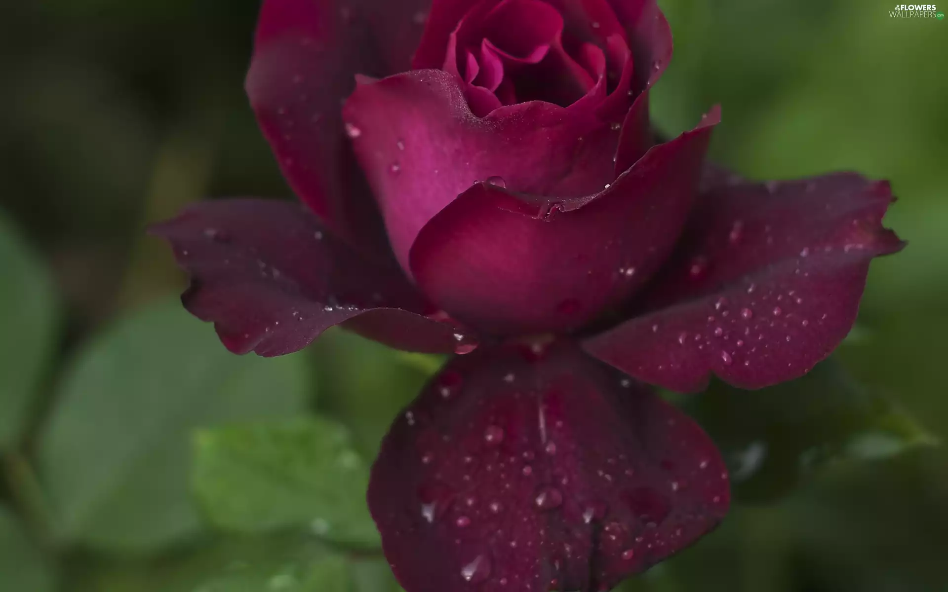 Claret, drops, Rosy, rose