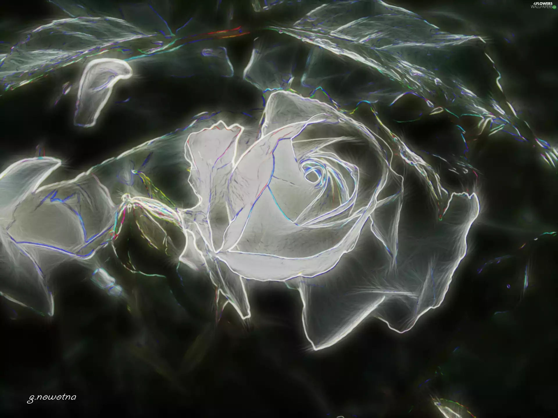 clear, rose