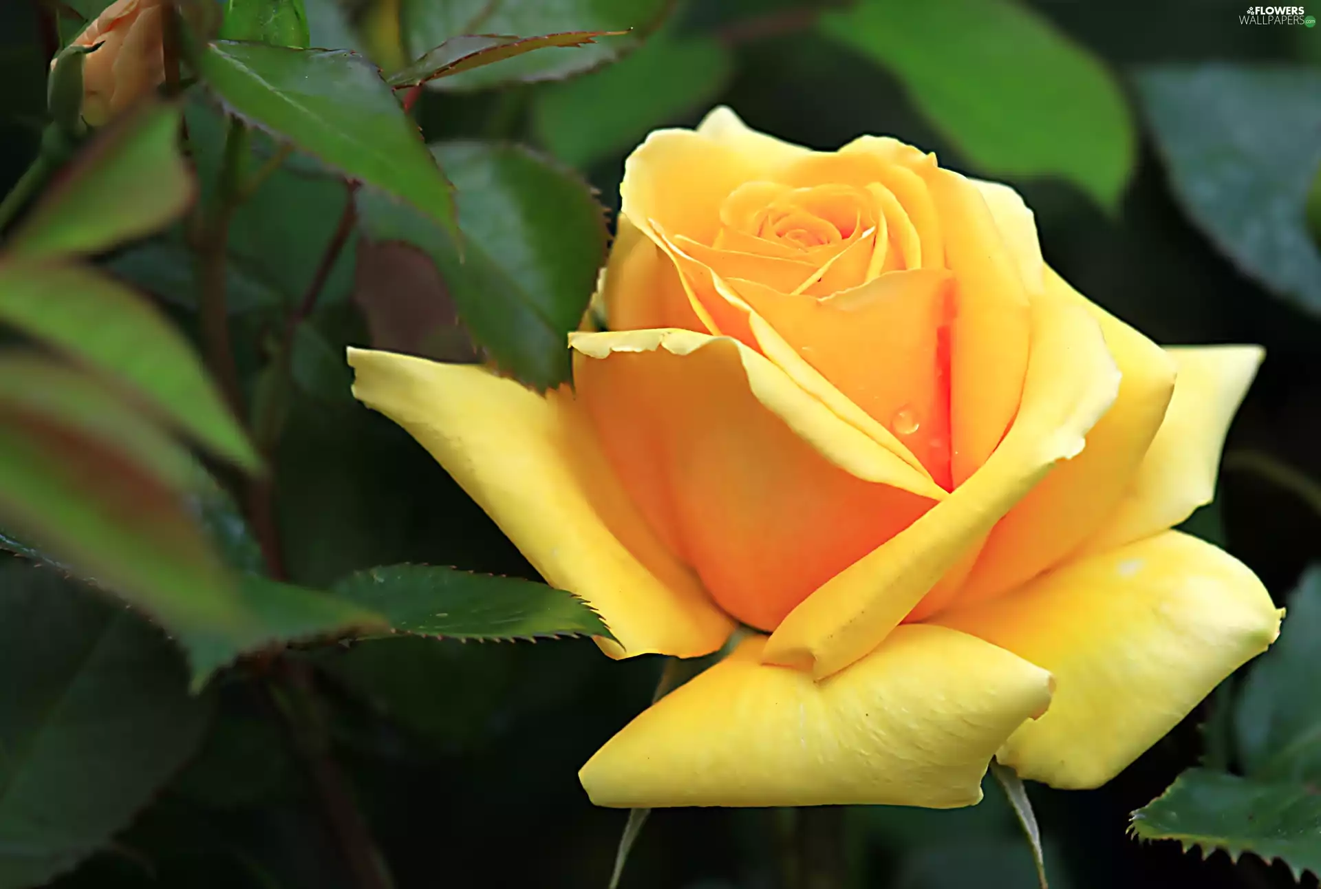 Close, Yellow Honda, rose