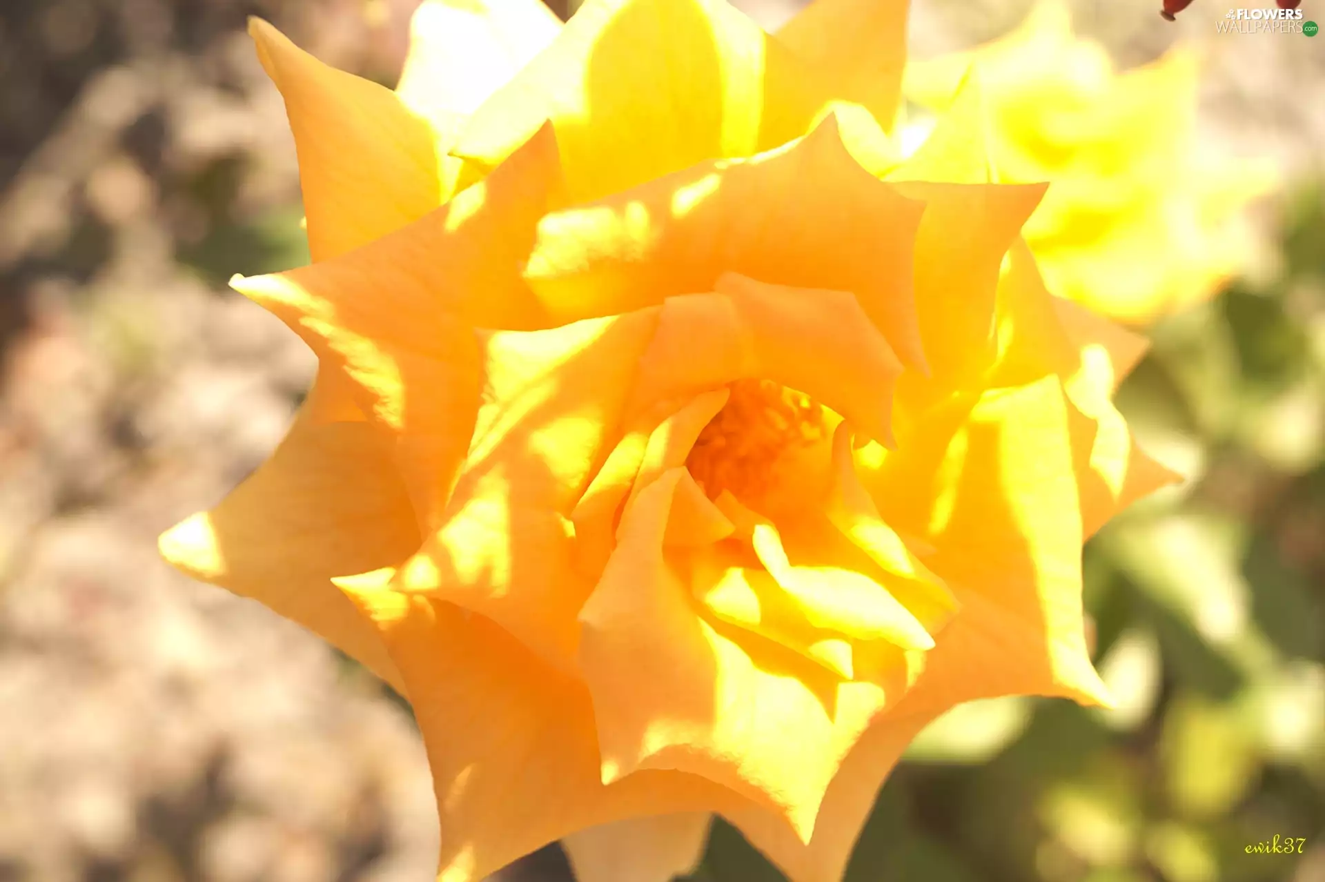 cream, rose, Close, Yellow Honda