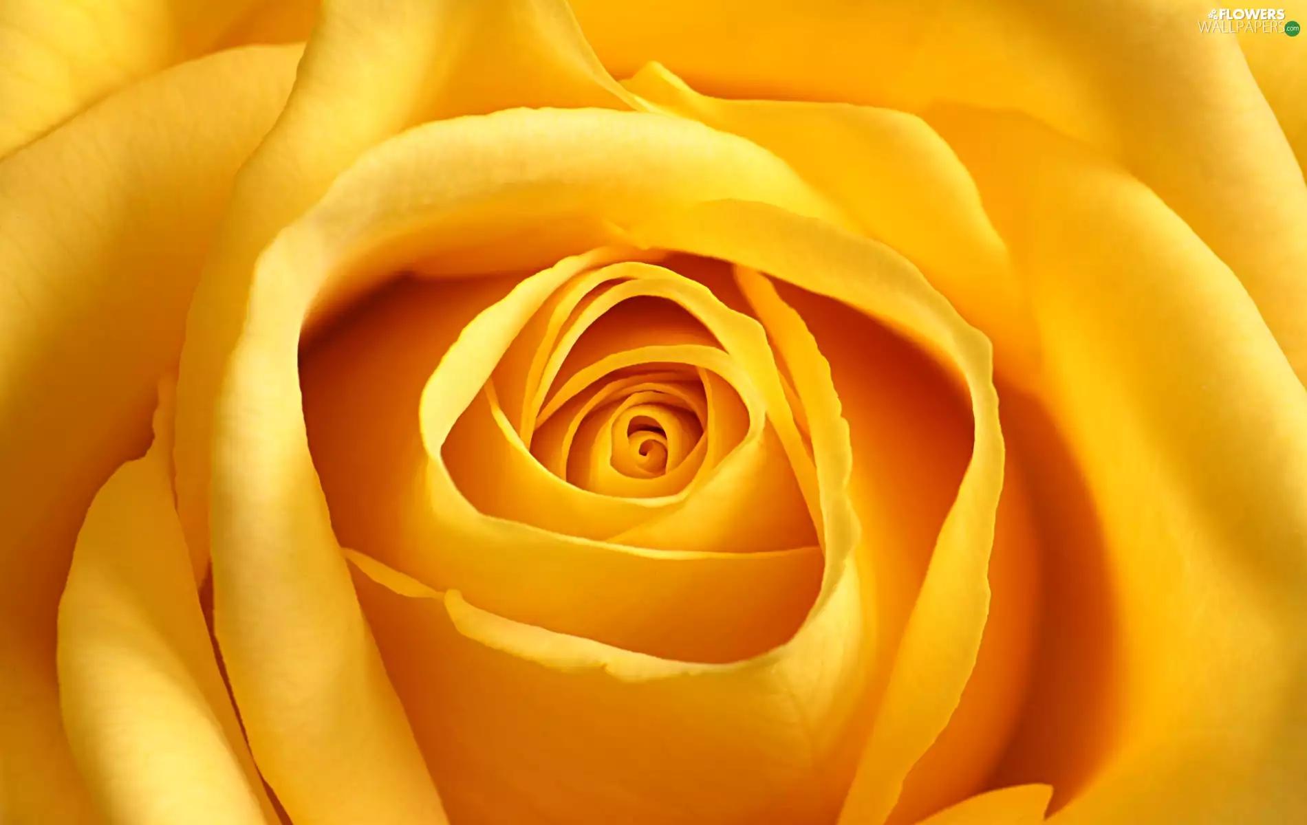 Close, Yellow Honda, rose