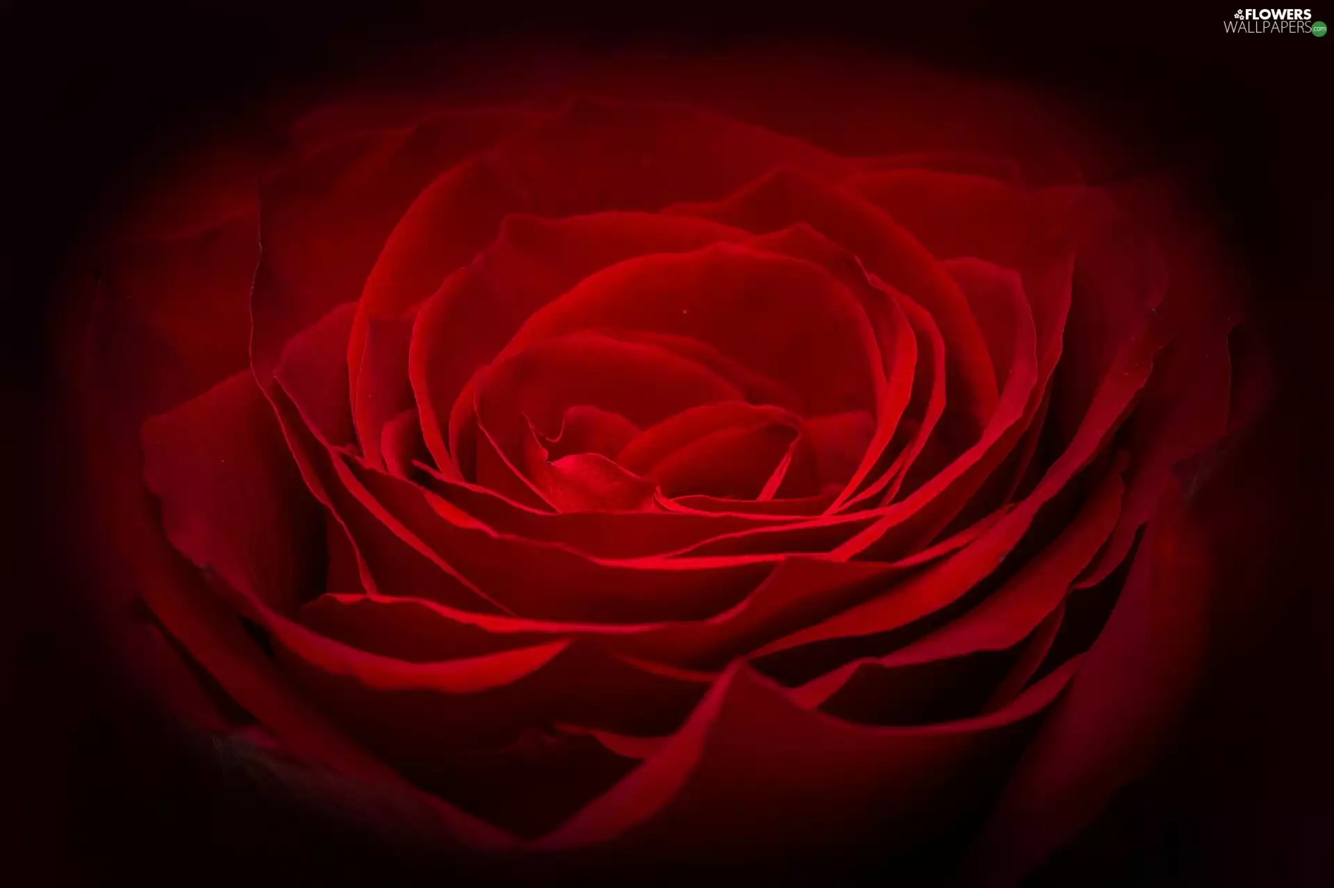 Close, red hot, rose