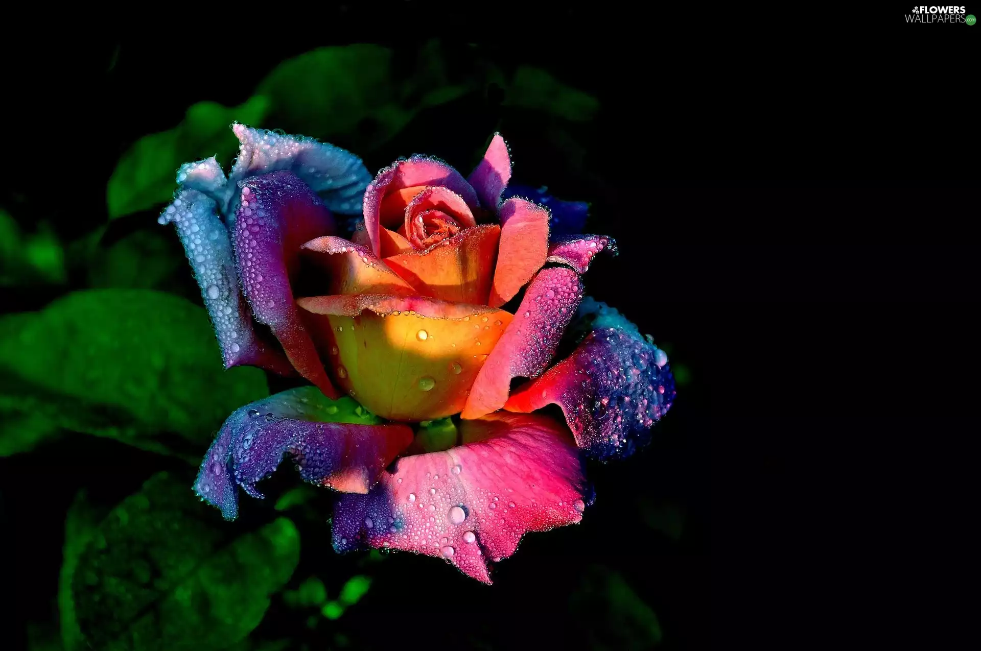 Coloured, drops, water, rose