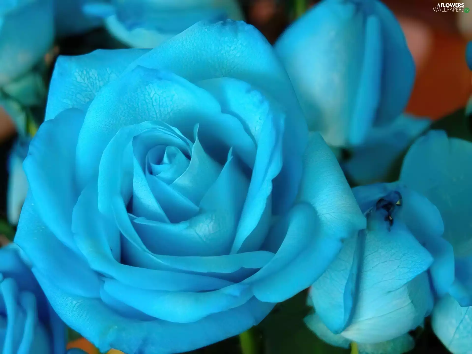 Colourfull Flowers, Blue, rose