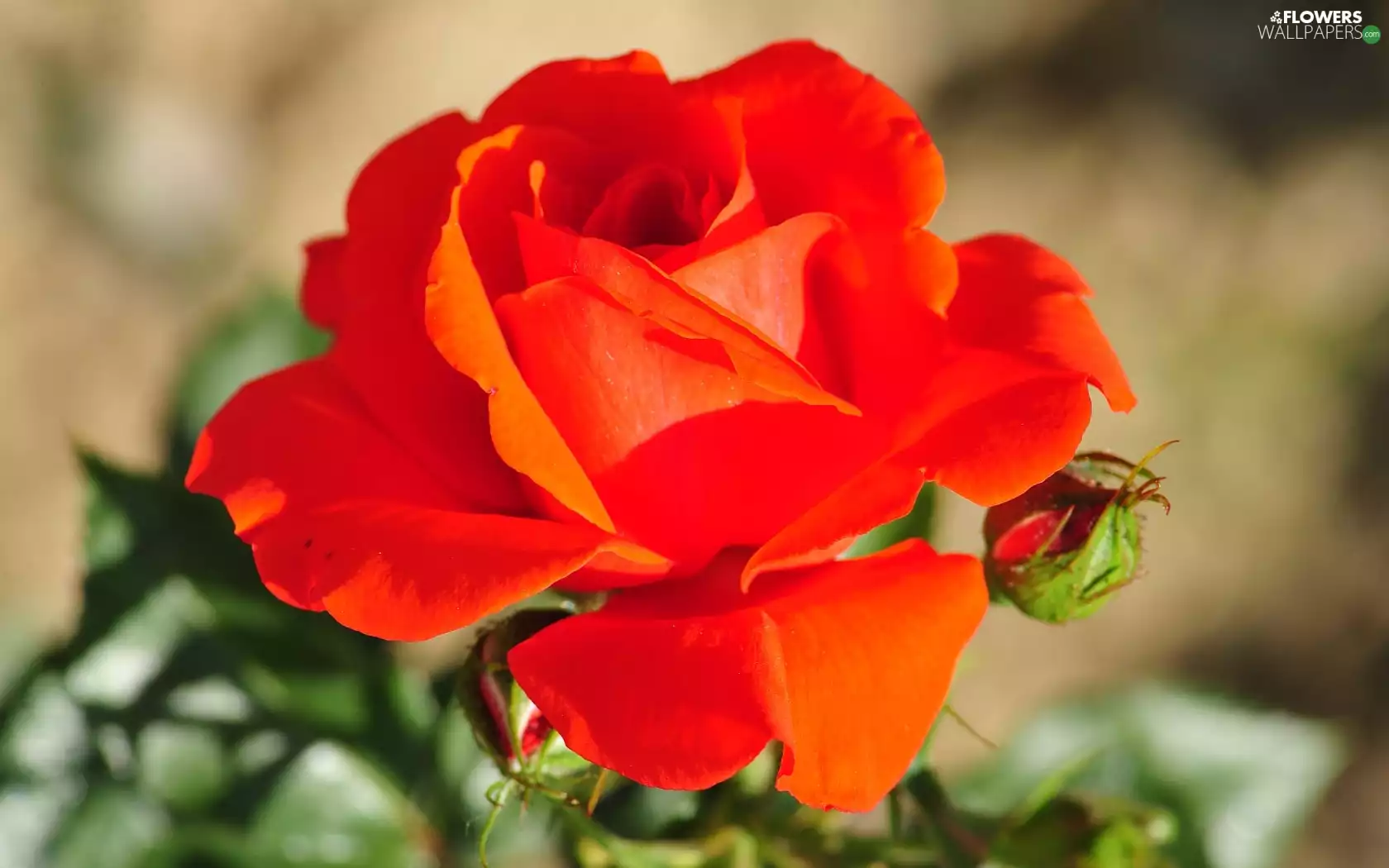 bud, Colourfull Flowers, rose