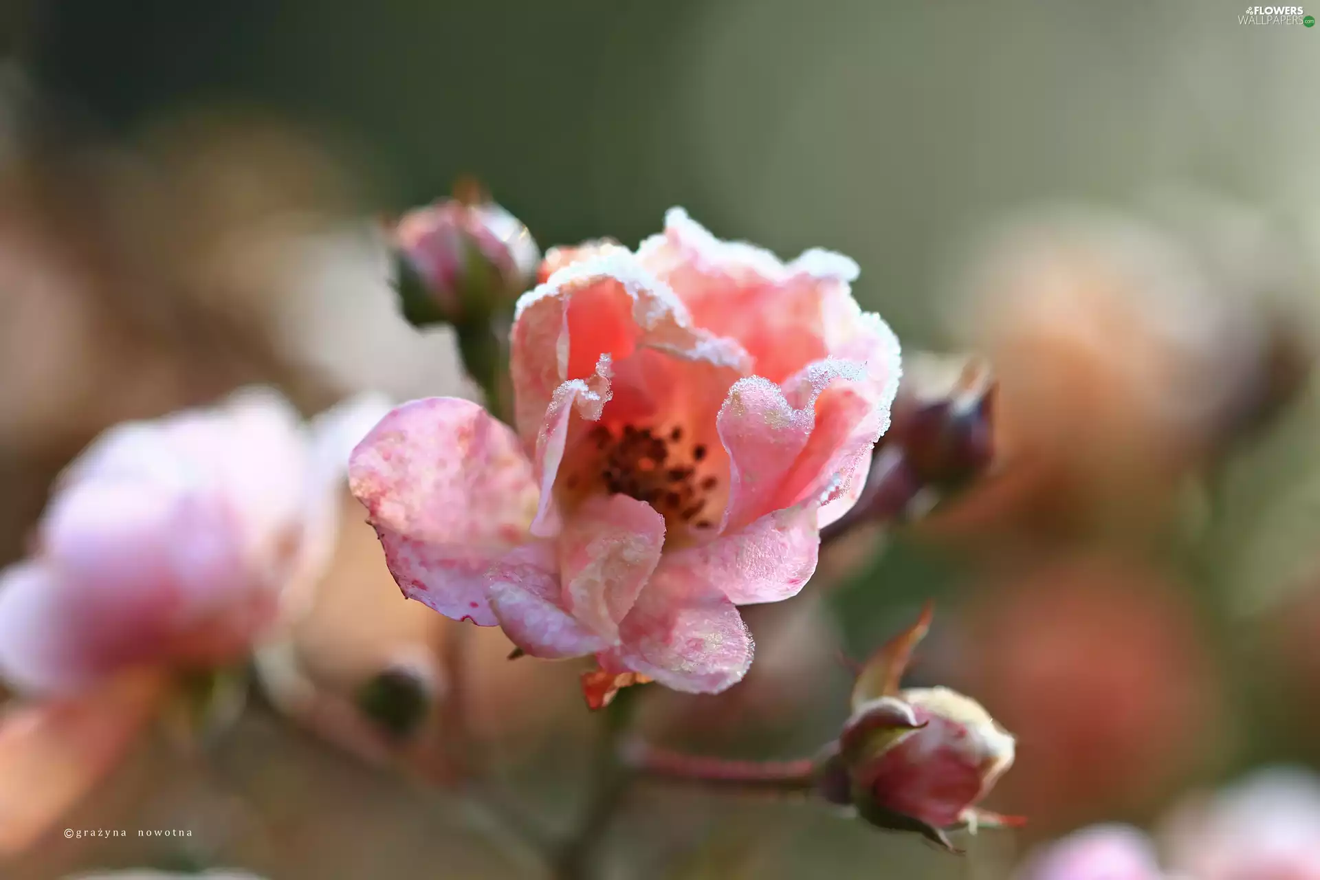 Colourfull Flowers, frozen, rose