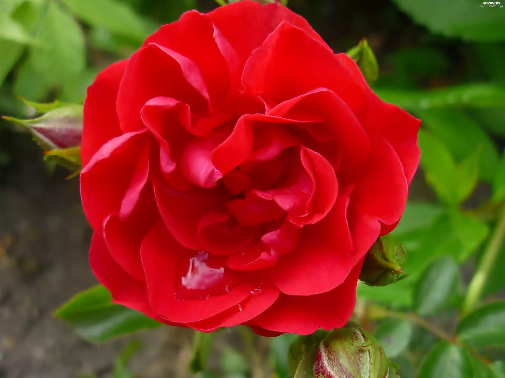 red hot, Colourfull Flowers, drop, water, Leaf, rose