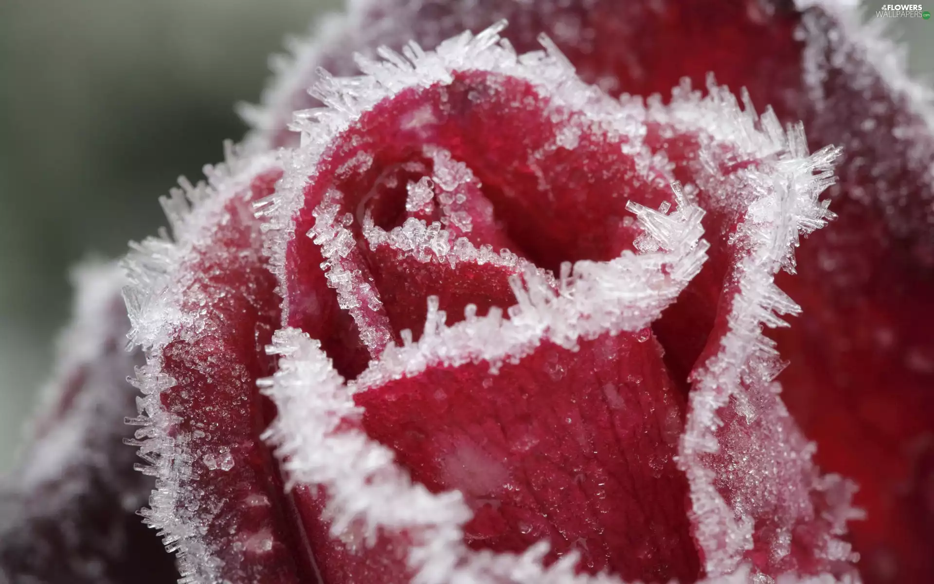 Frozen, red hot, rose, Colourfull Flowers