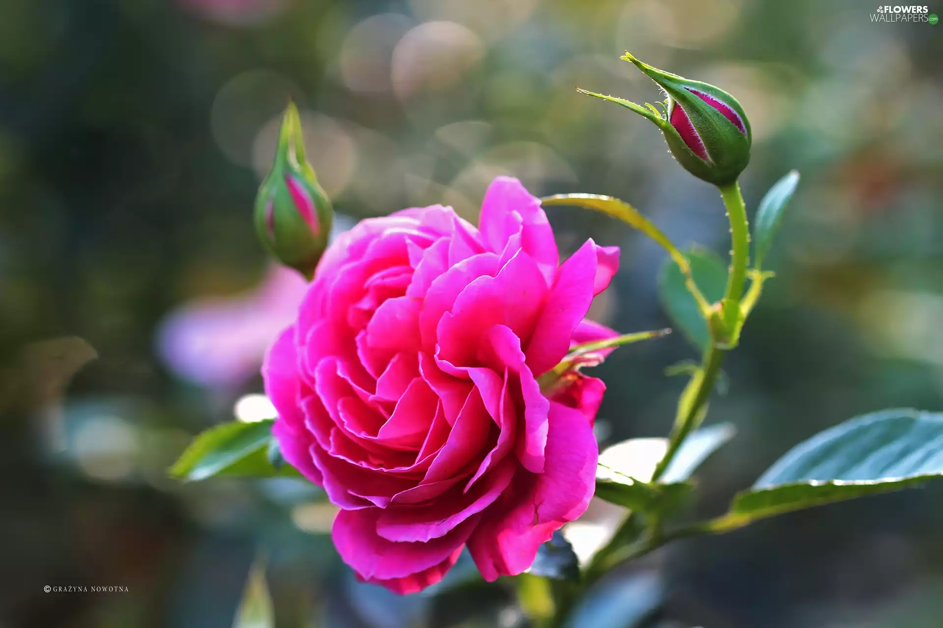 Colourfull Flowers, Pink, rose