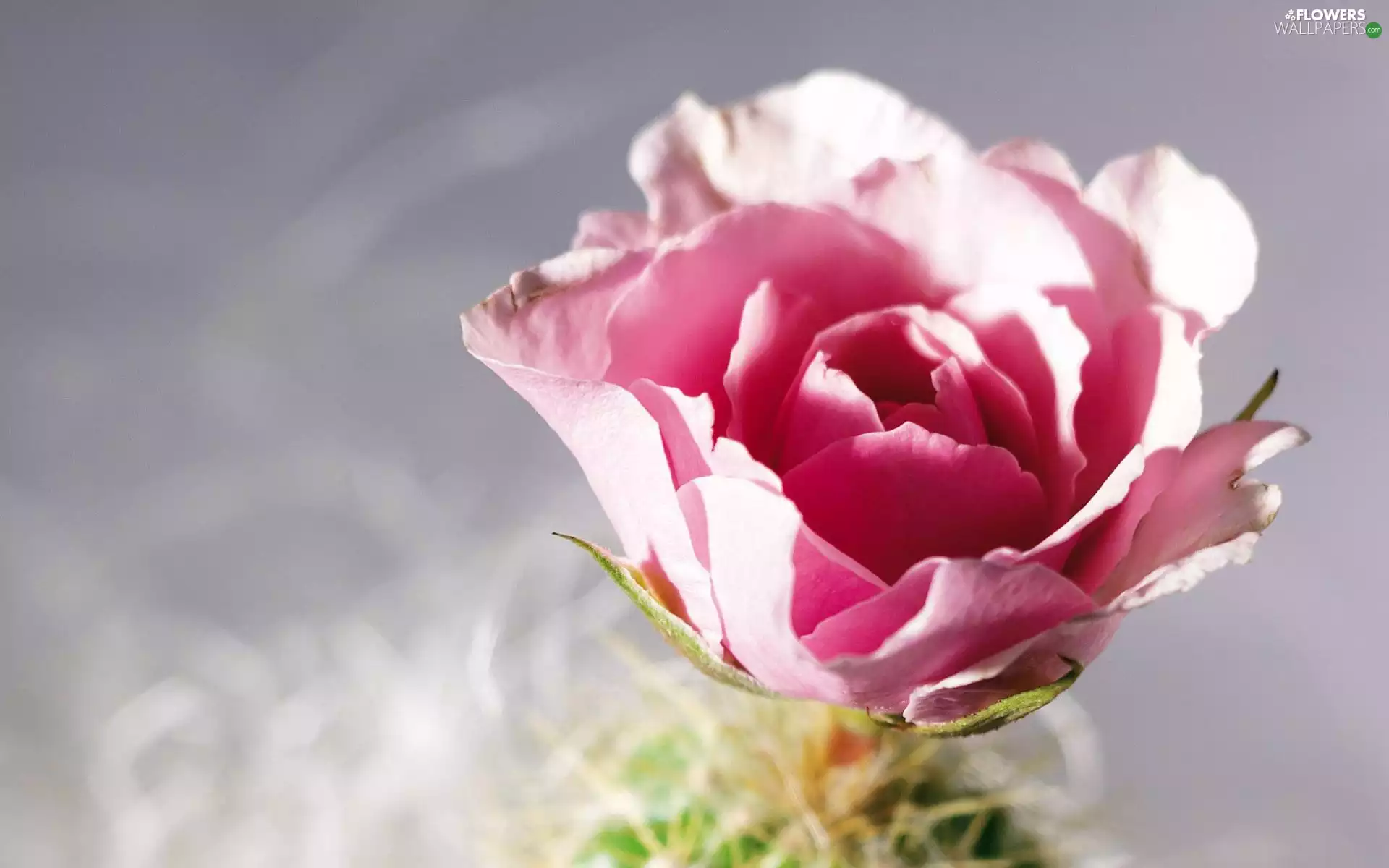 Colourfull Flowers, Pink, rose