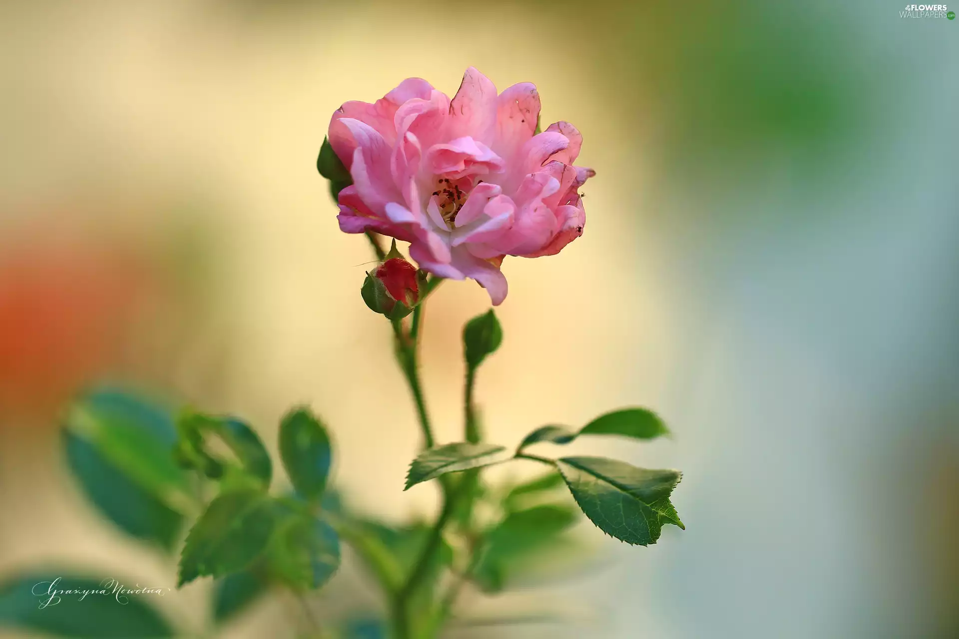 Colourfull Flowers, Pink, rose