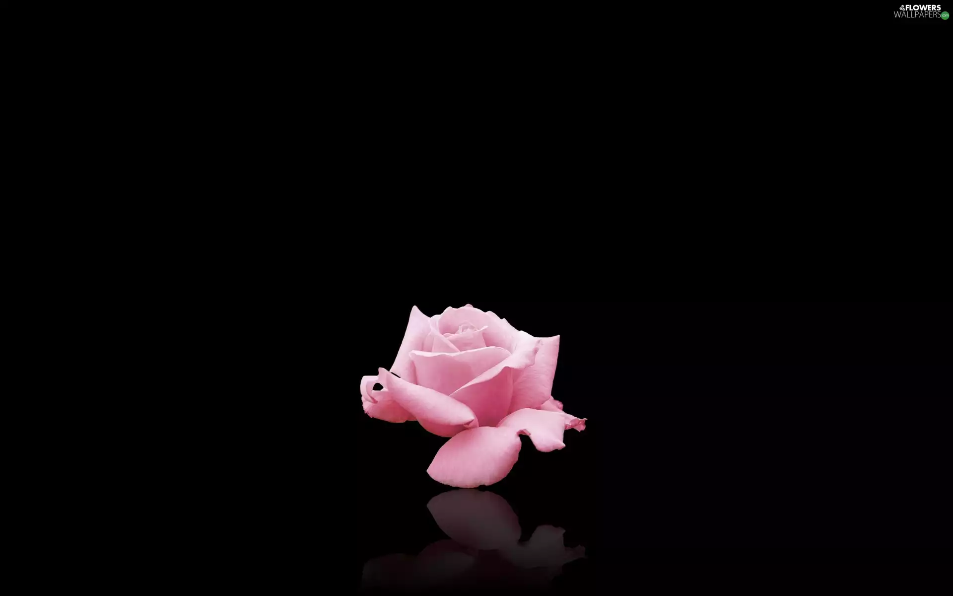 Colourfull Flowers, Pink, rose