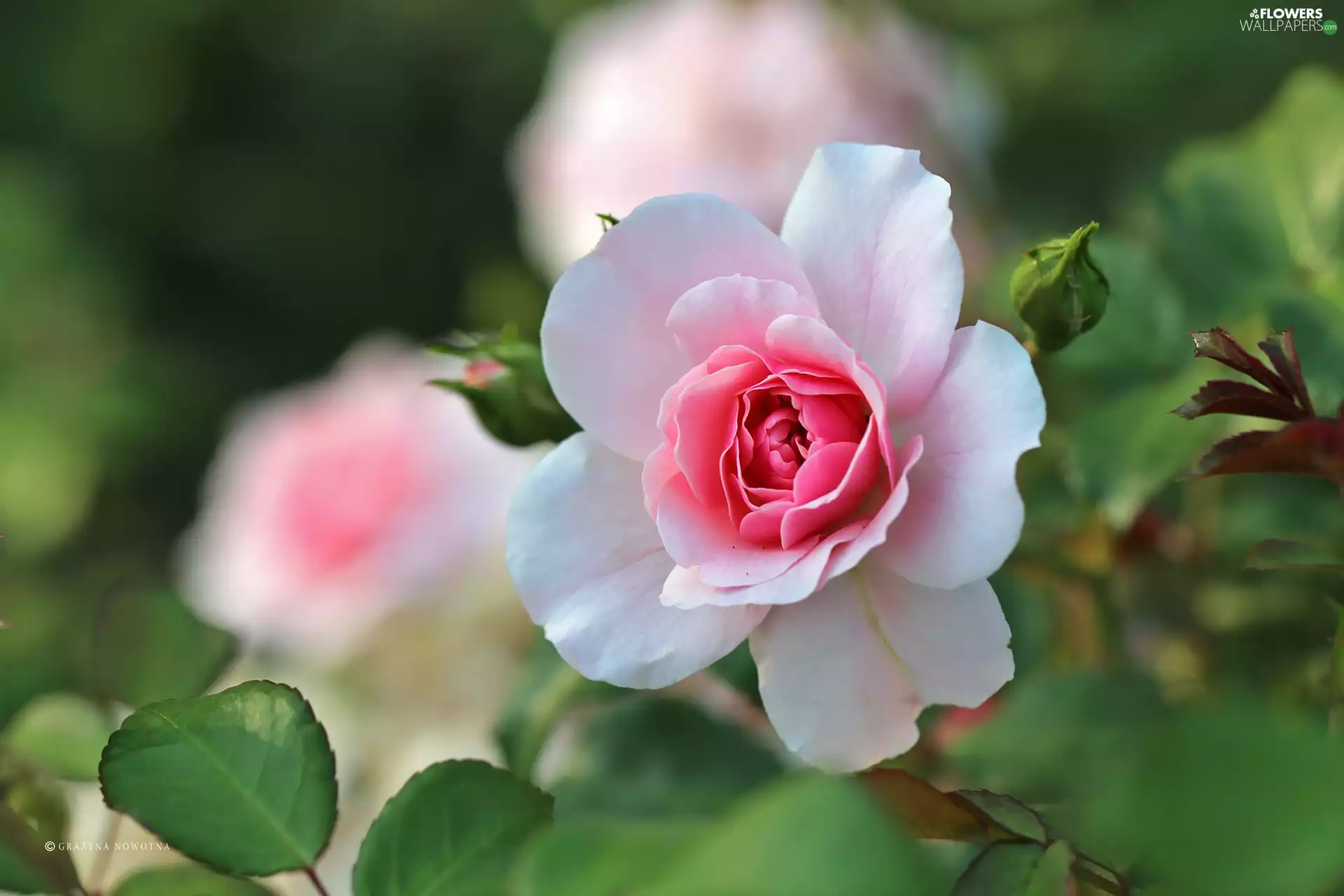 Colourfull Flowers, Pink, rose