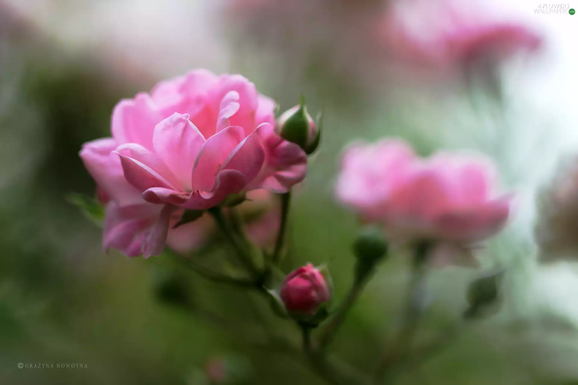 Colourfull Flowers, Pink, rose