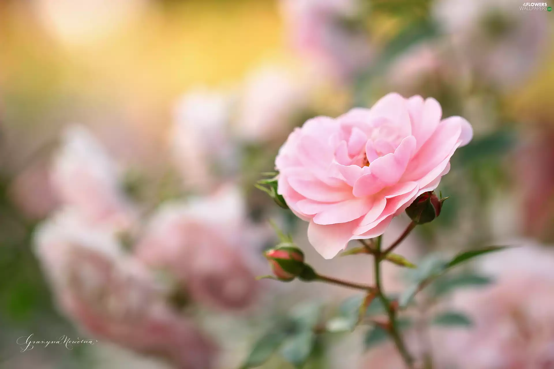 Colourfull Flowers, Pink, rose
