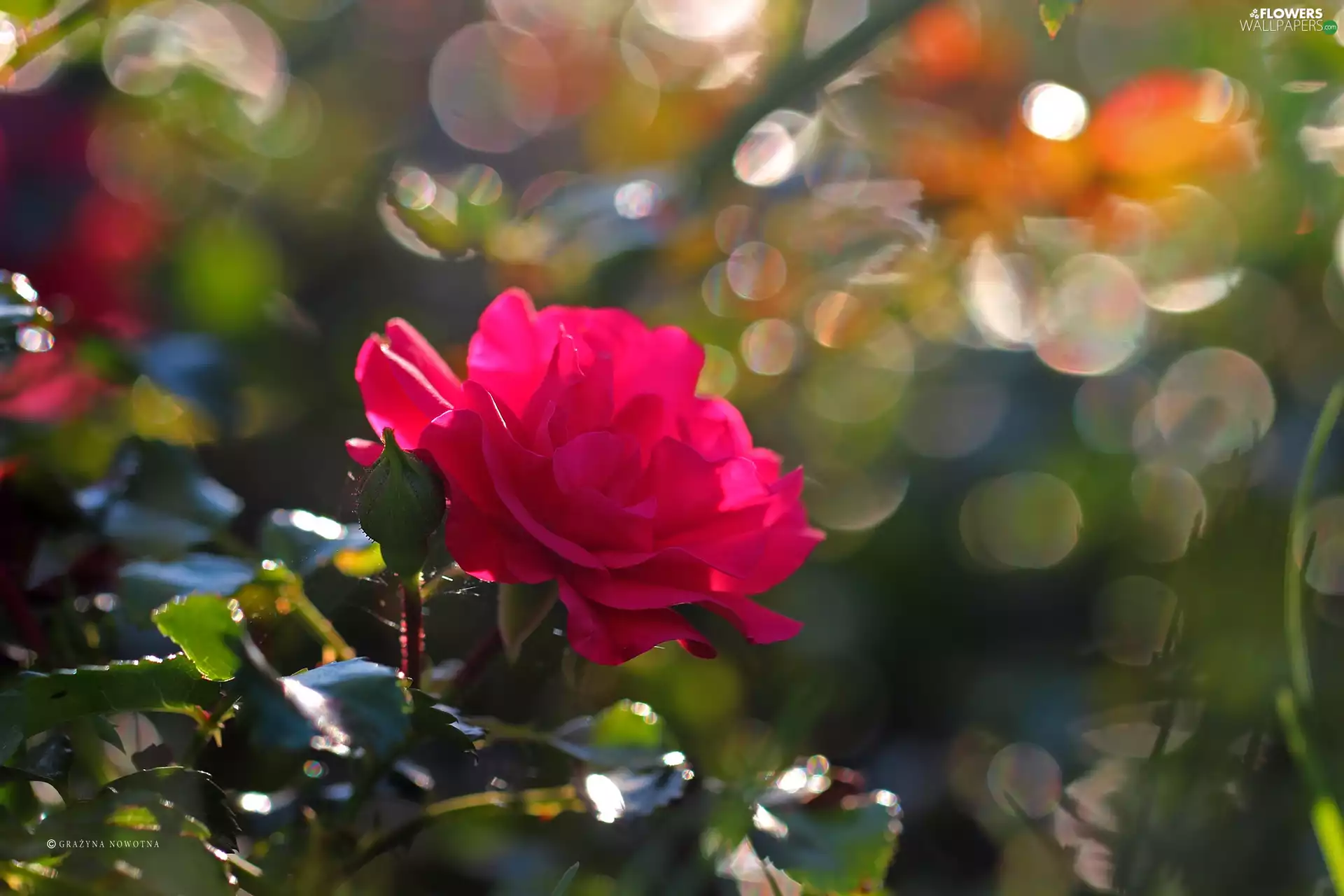 Colourfull Flowers, Pink, rose
