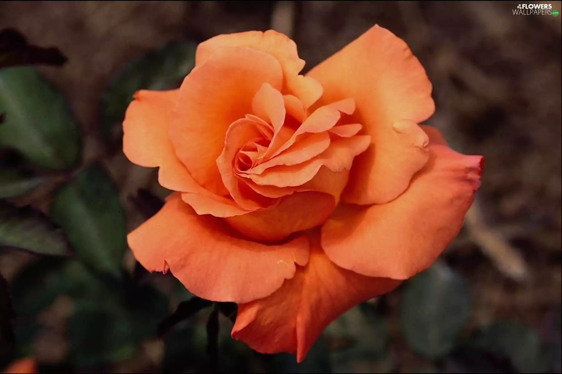 Colourfull Flowers, tea, rose