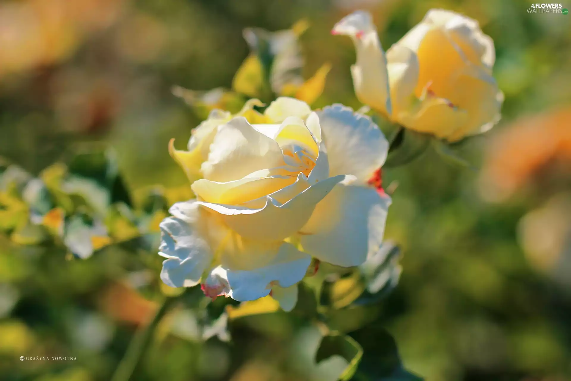 Colourfull Flowers, White, rose