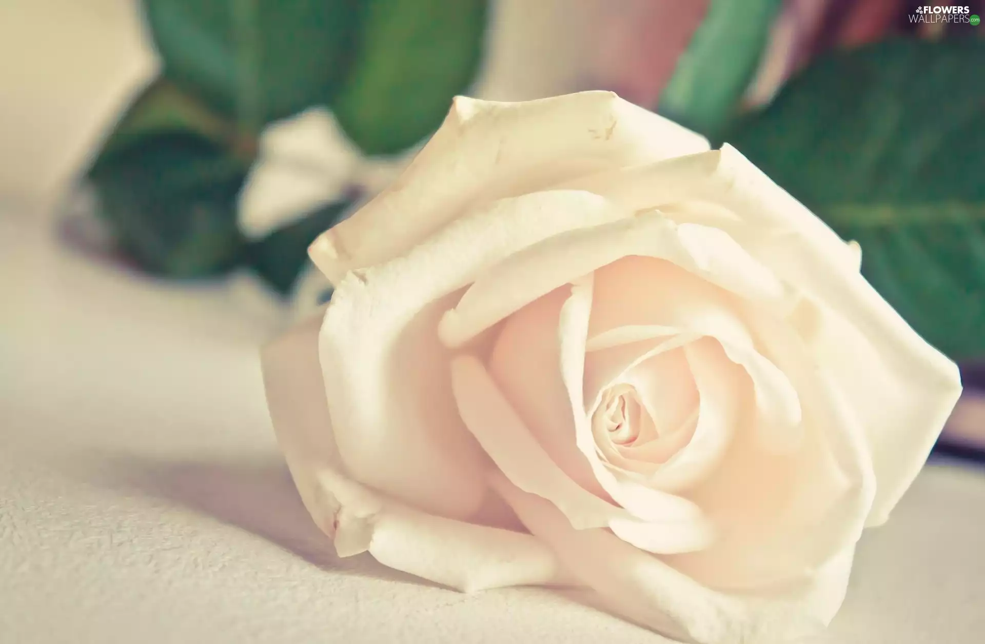 Colourfull Flowers, White, rose