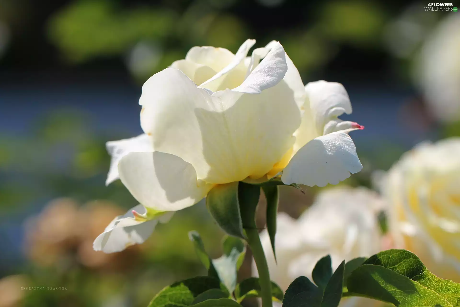 Colourfull Flowers, White, rose
