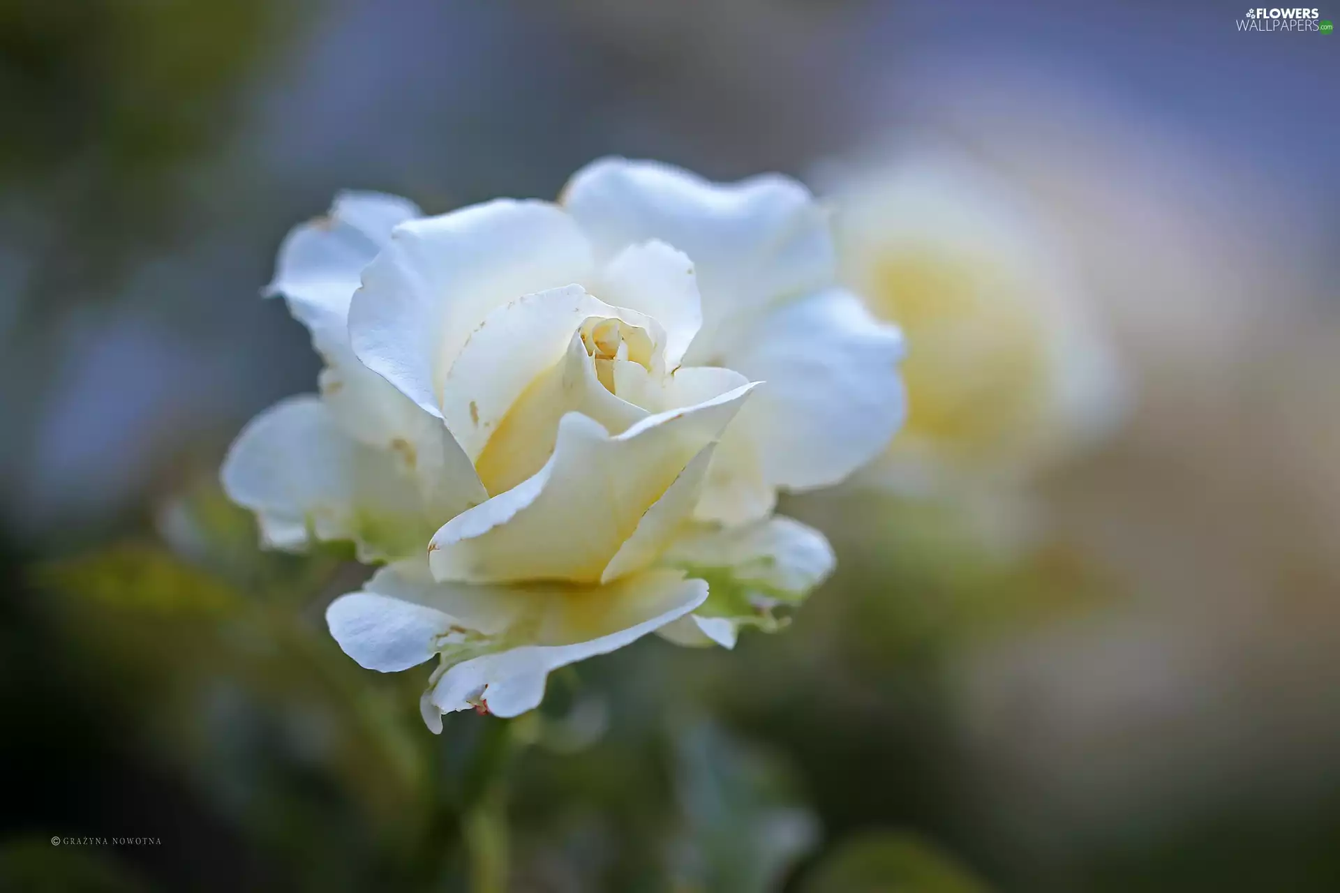 Colourfull Flowers, White, rose