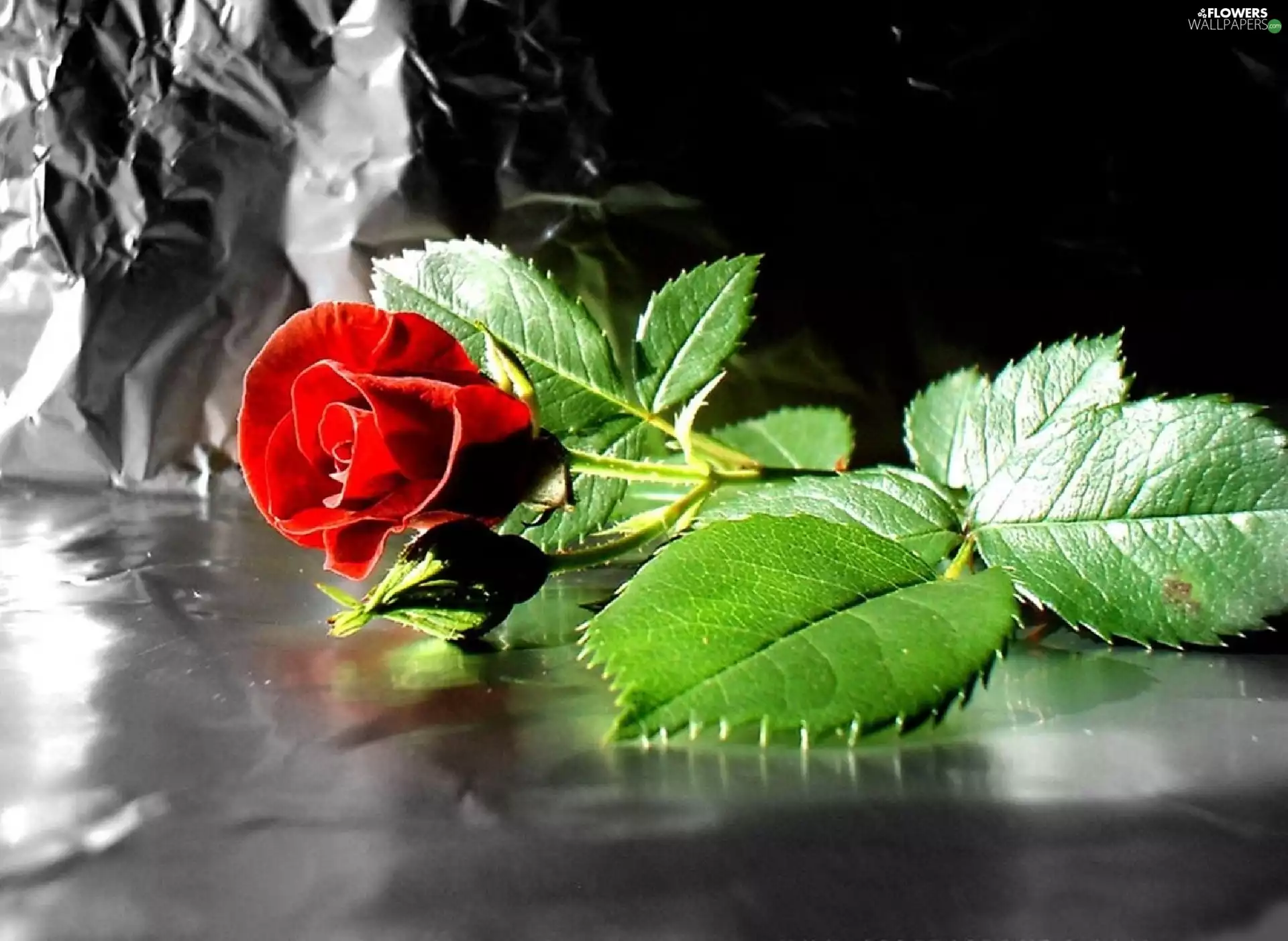 Beauty, rose, contrast, red hot