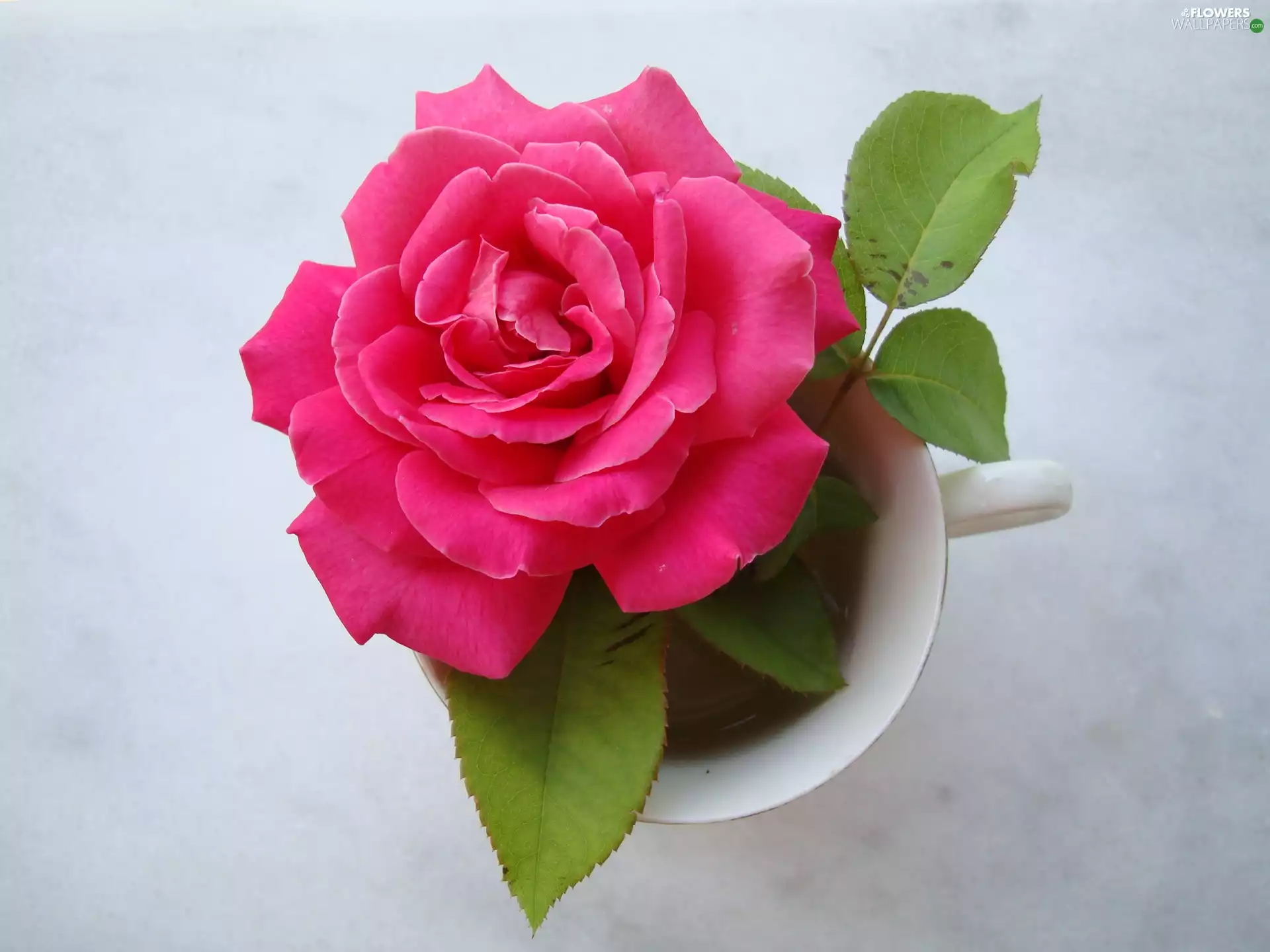 rose, cup