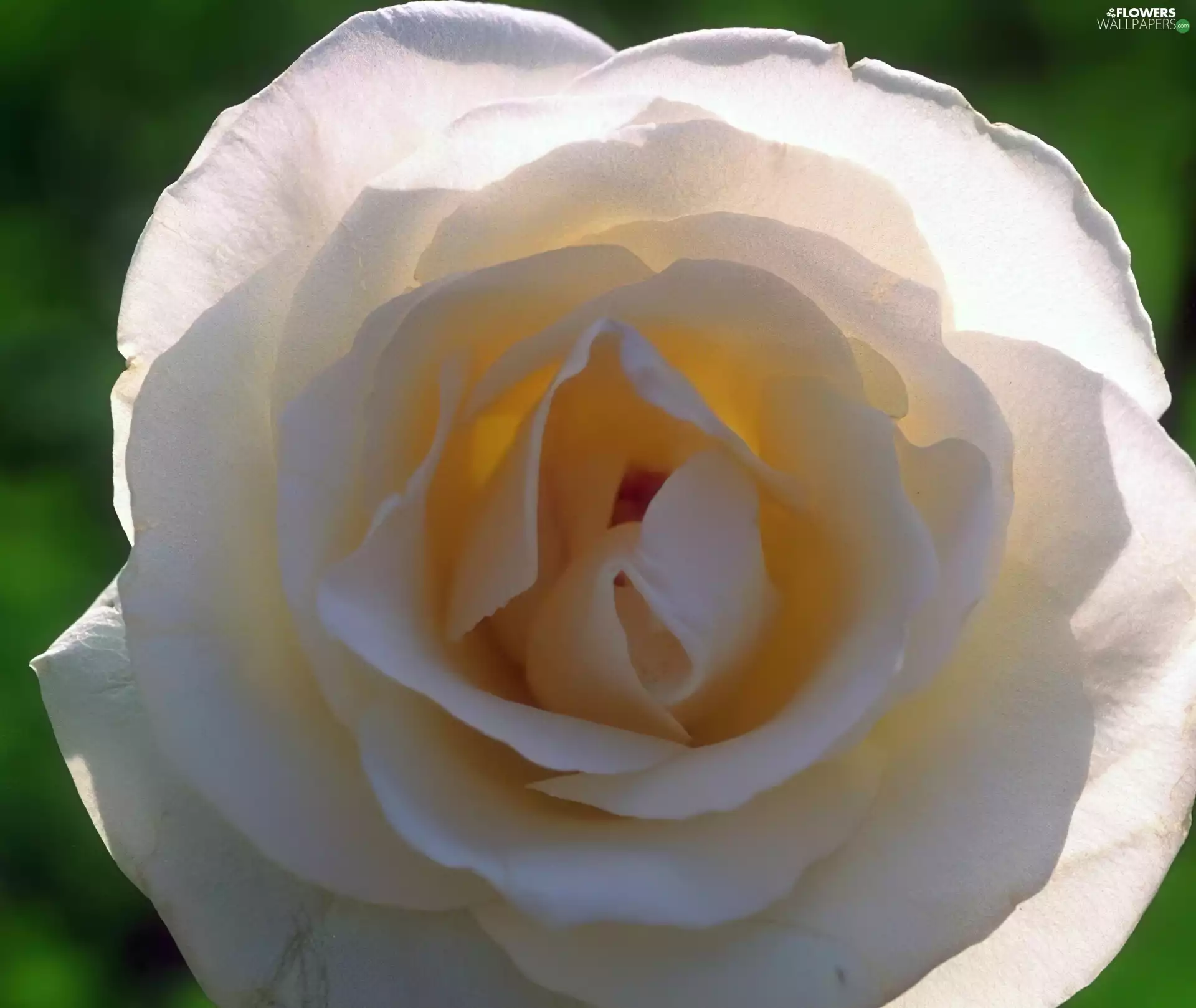 rose, cream, developed