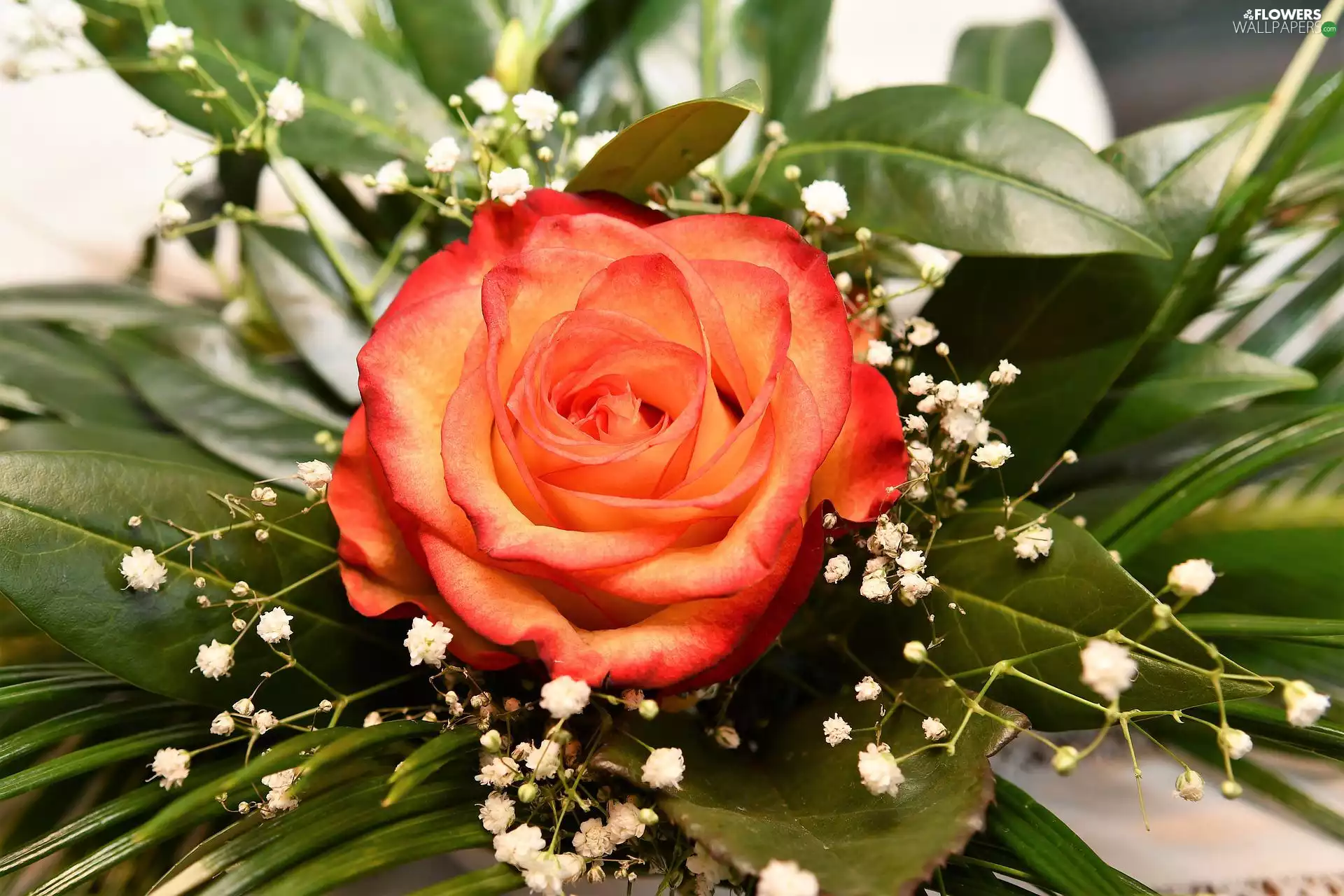 developed, Colourfull Flowers, rose