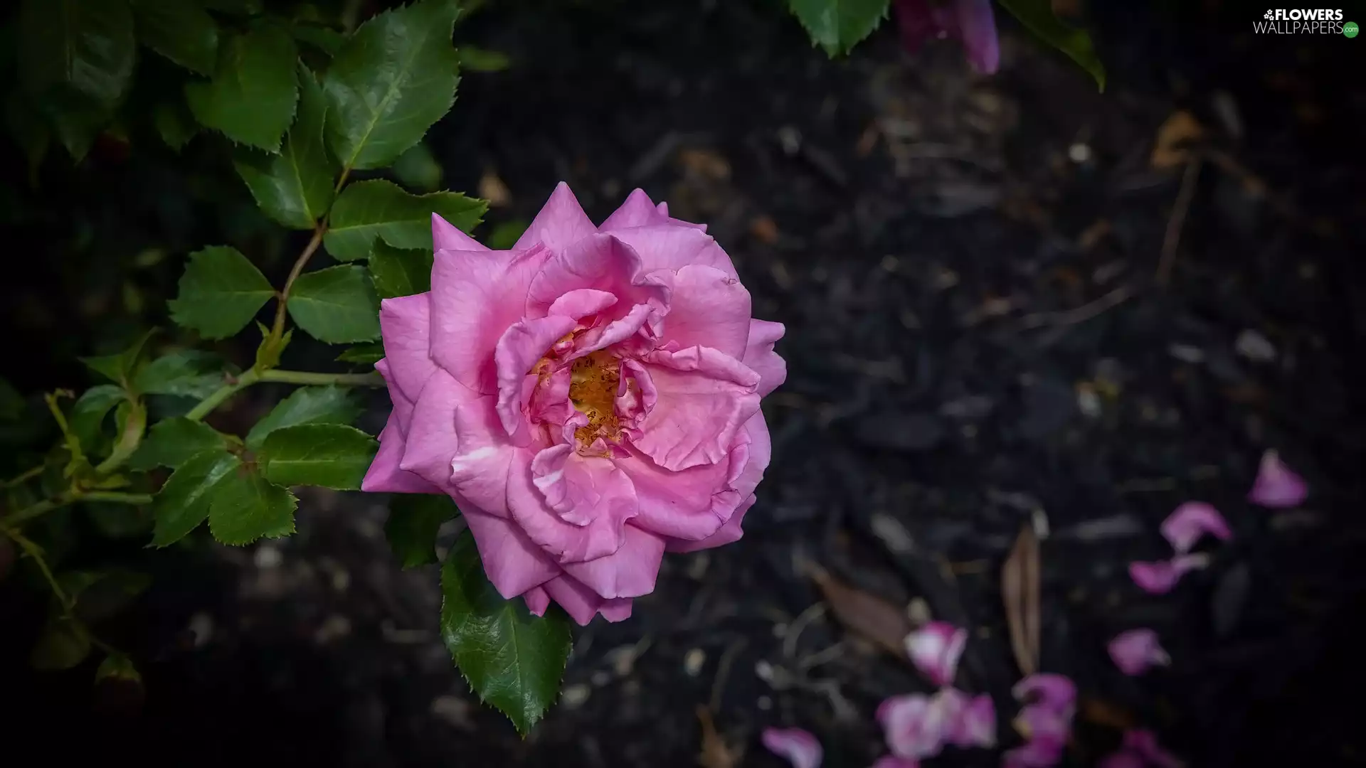 rose, Flowers, developed