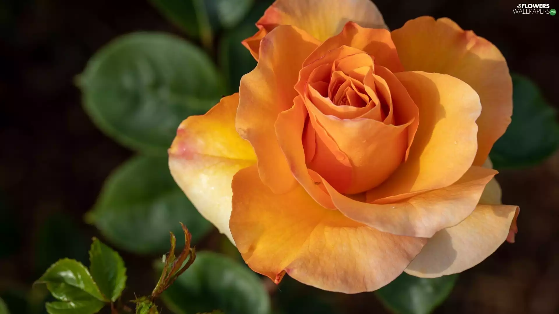 rose, Orange, developed