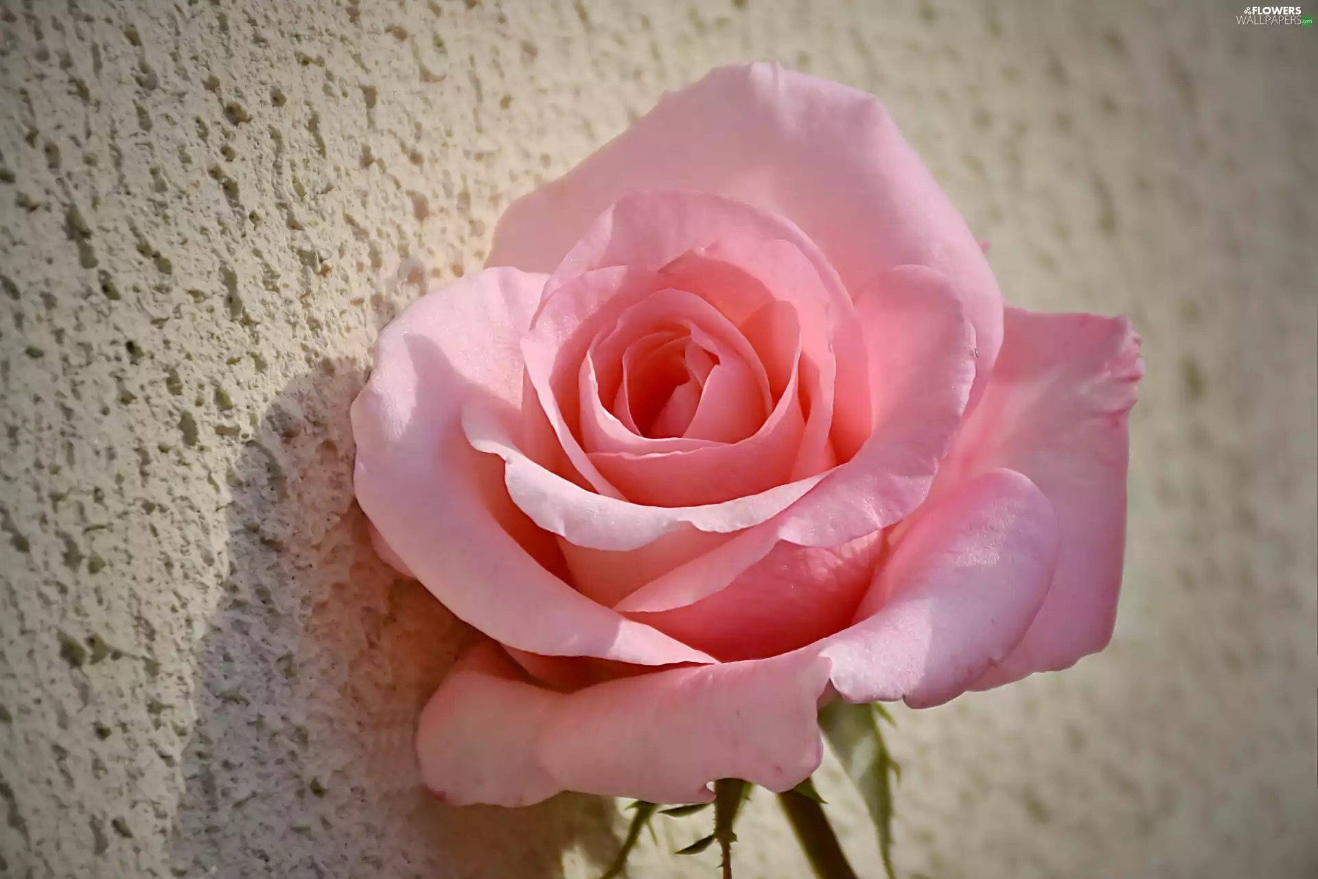 rose, Pink, developed