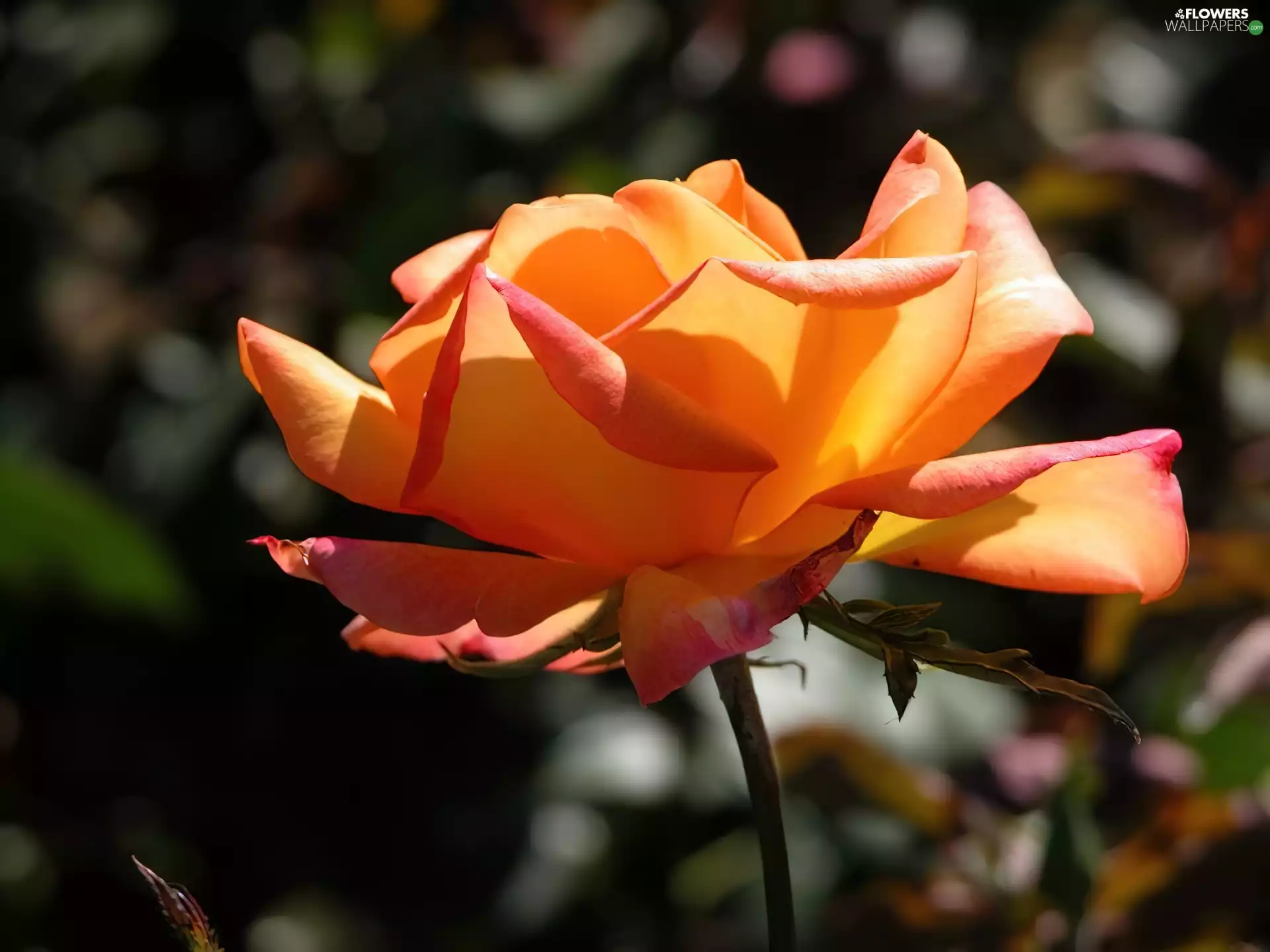 rose, tea, developed