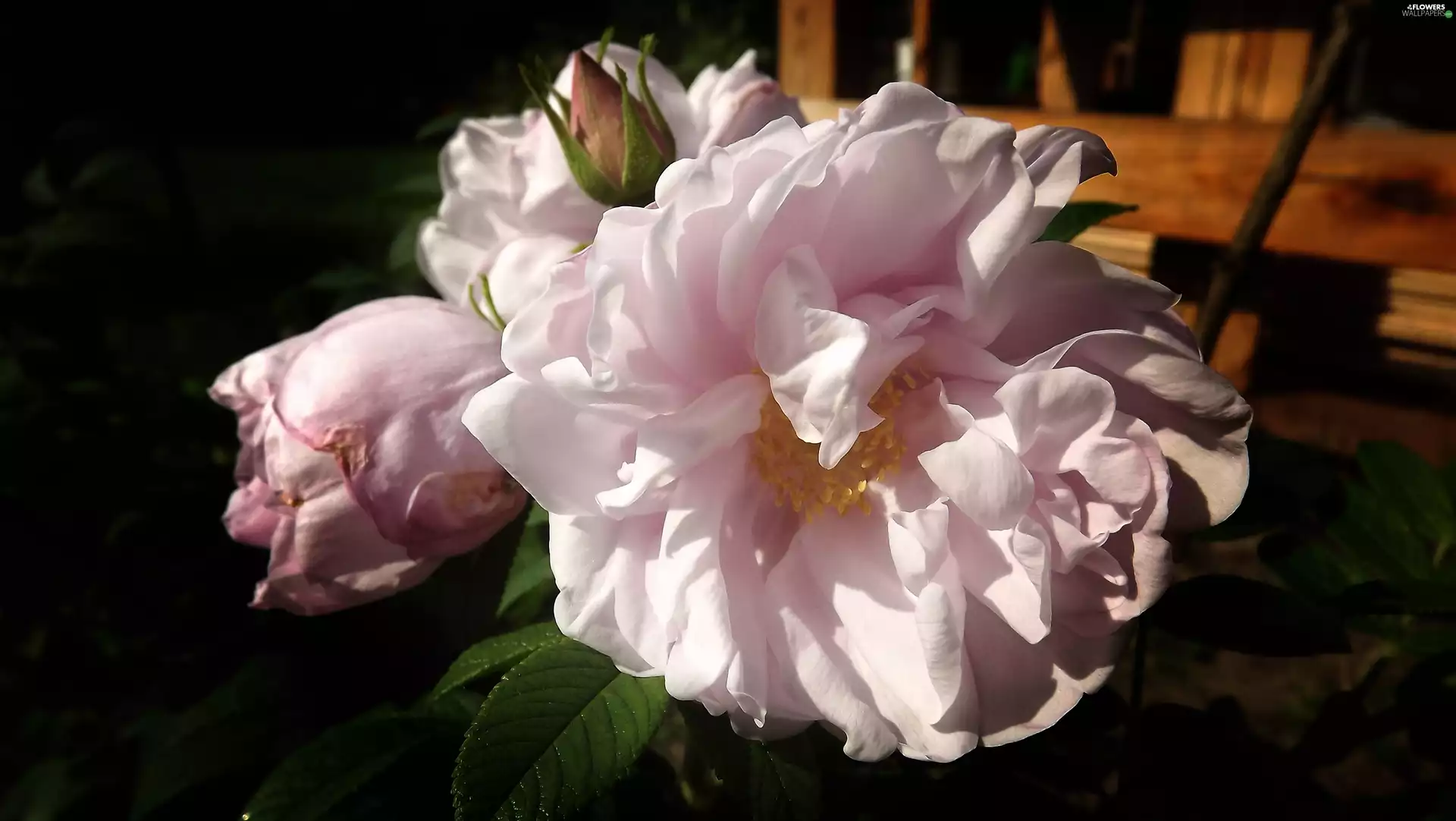 rose, Violet, developed