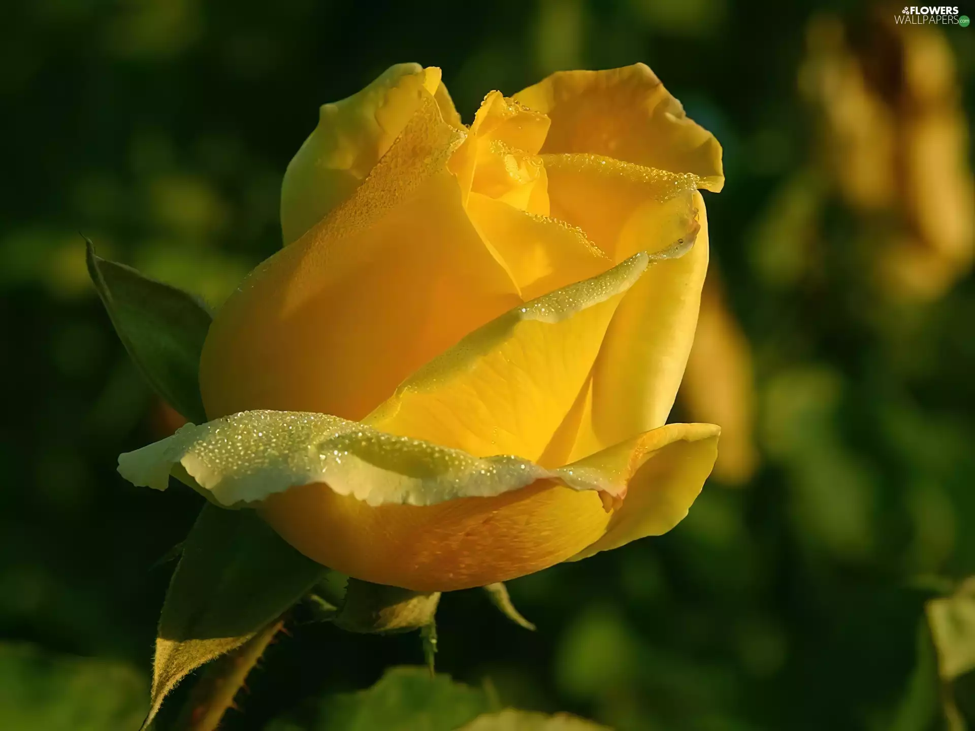 dew, Yellow Honda, rose