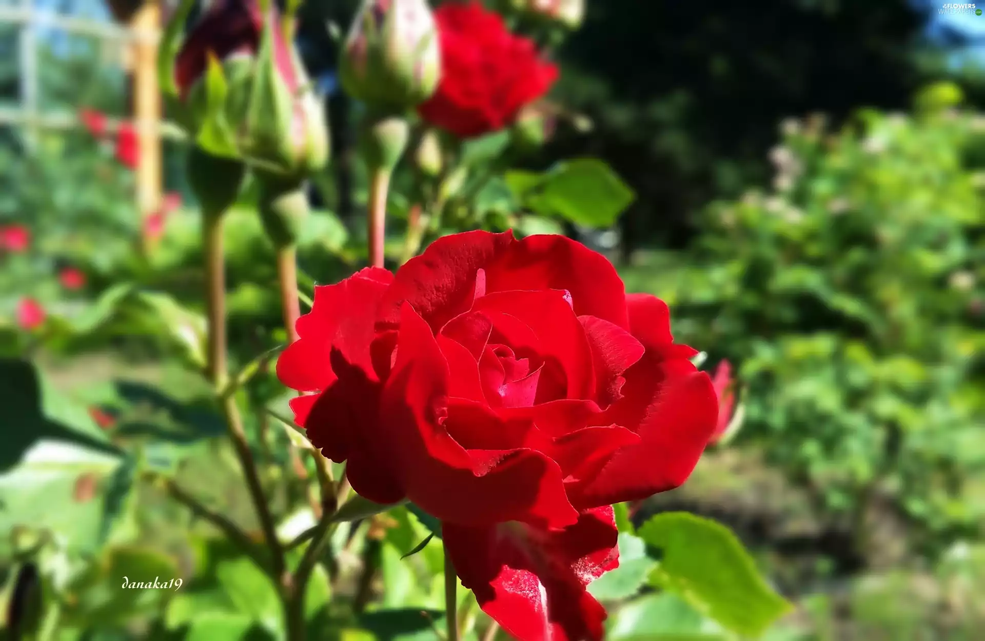 donuts, red hot, rose