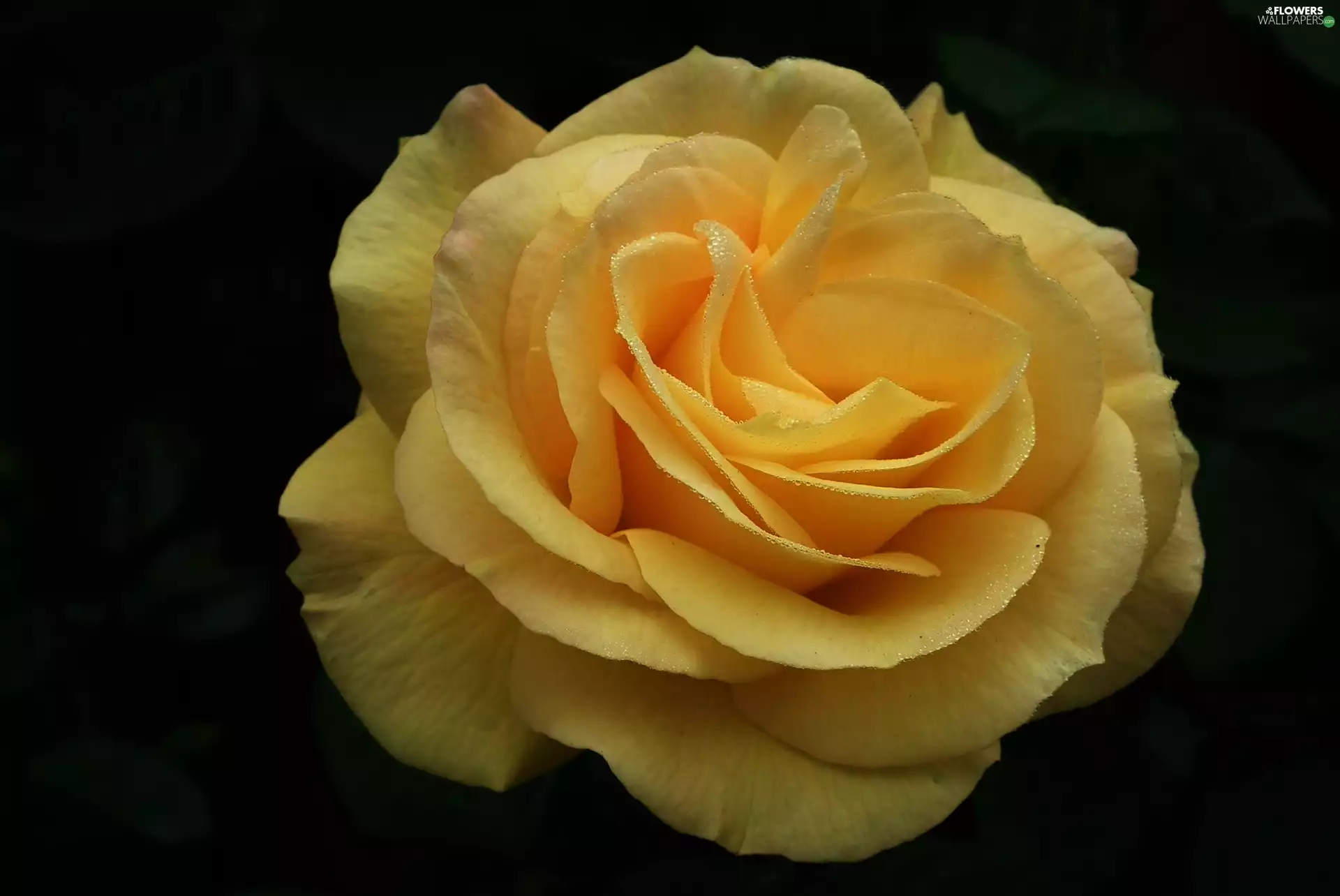 nature, rose, droplets, Colourfull Flowers
