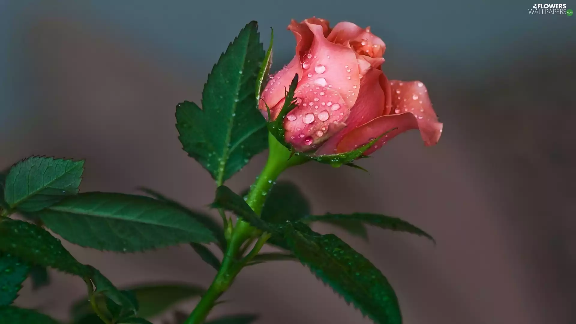 drops, Colourfull Flowers, rose