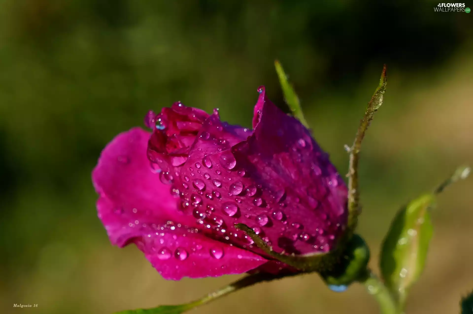 drops, Colourfull Flowers, rose